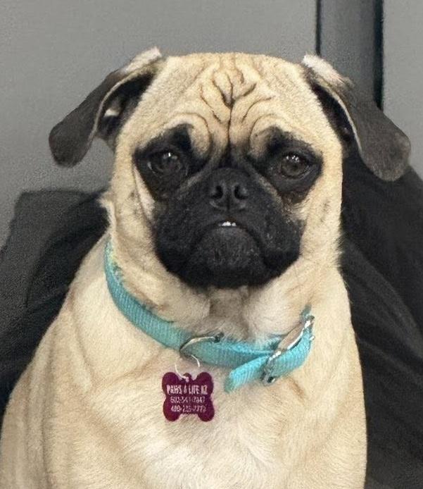 Bailey, ADOPTABLE, Adult Female Pug.