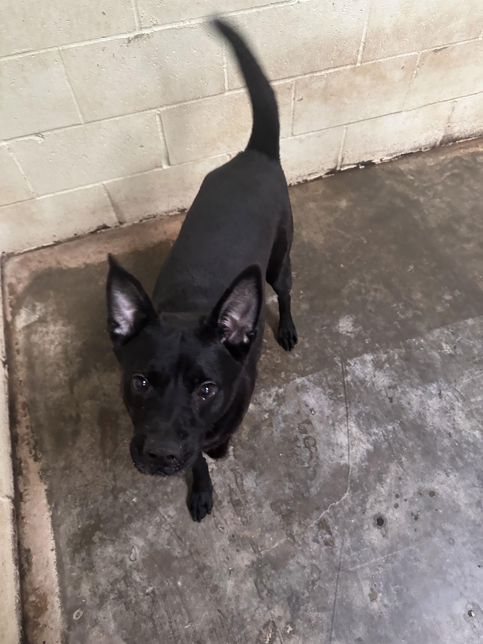 Enlarge Baxter, a Adoptable mixed breed in Jackson, MS image 1/3
