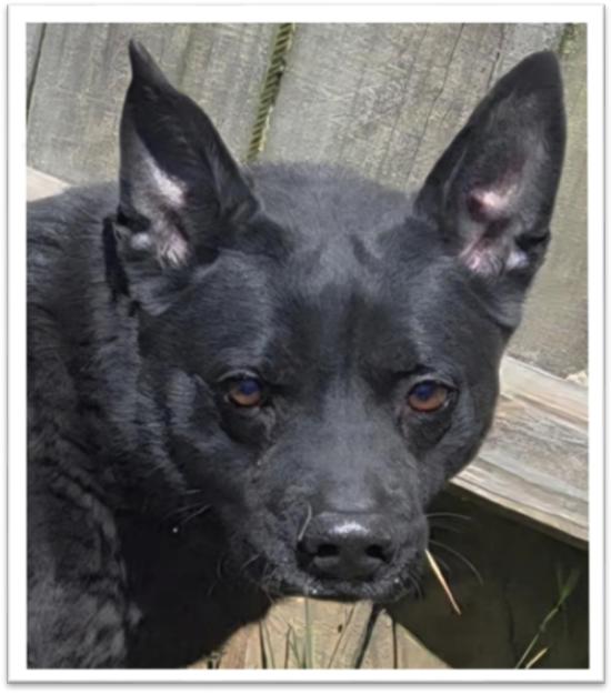 Enlarge Baxter, a Adoptable mixed breed in Jackson, MS image 2/3