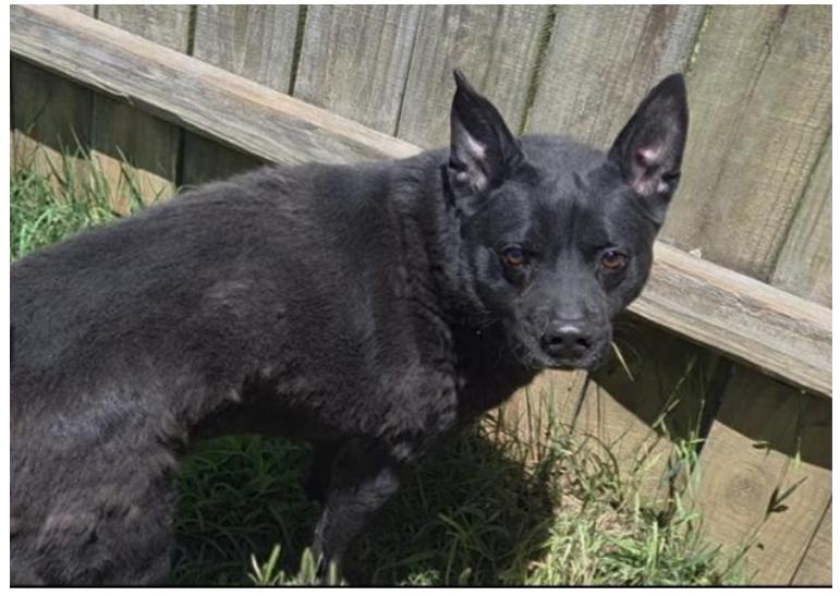 Enlarge Baxter, a Adoptable mixed breed in Jackson, MS image 3/3