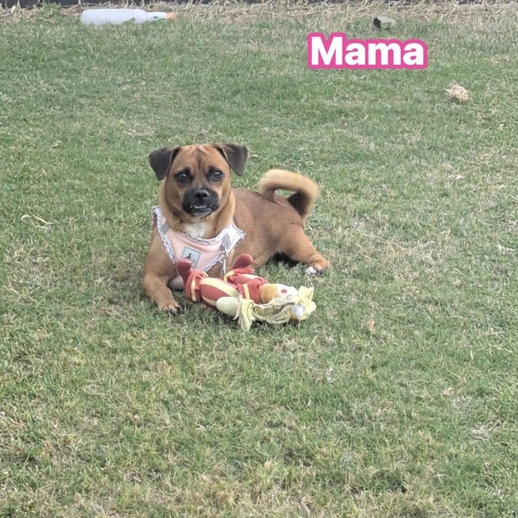 Enlarge Abby, an adopted mixed breed in Williston, VT image 4/5