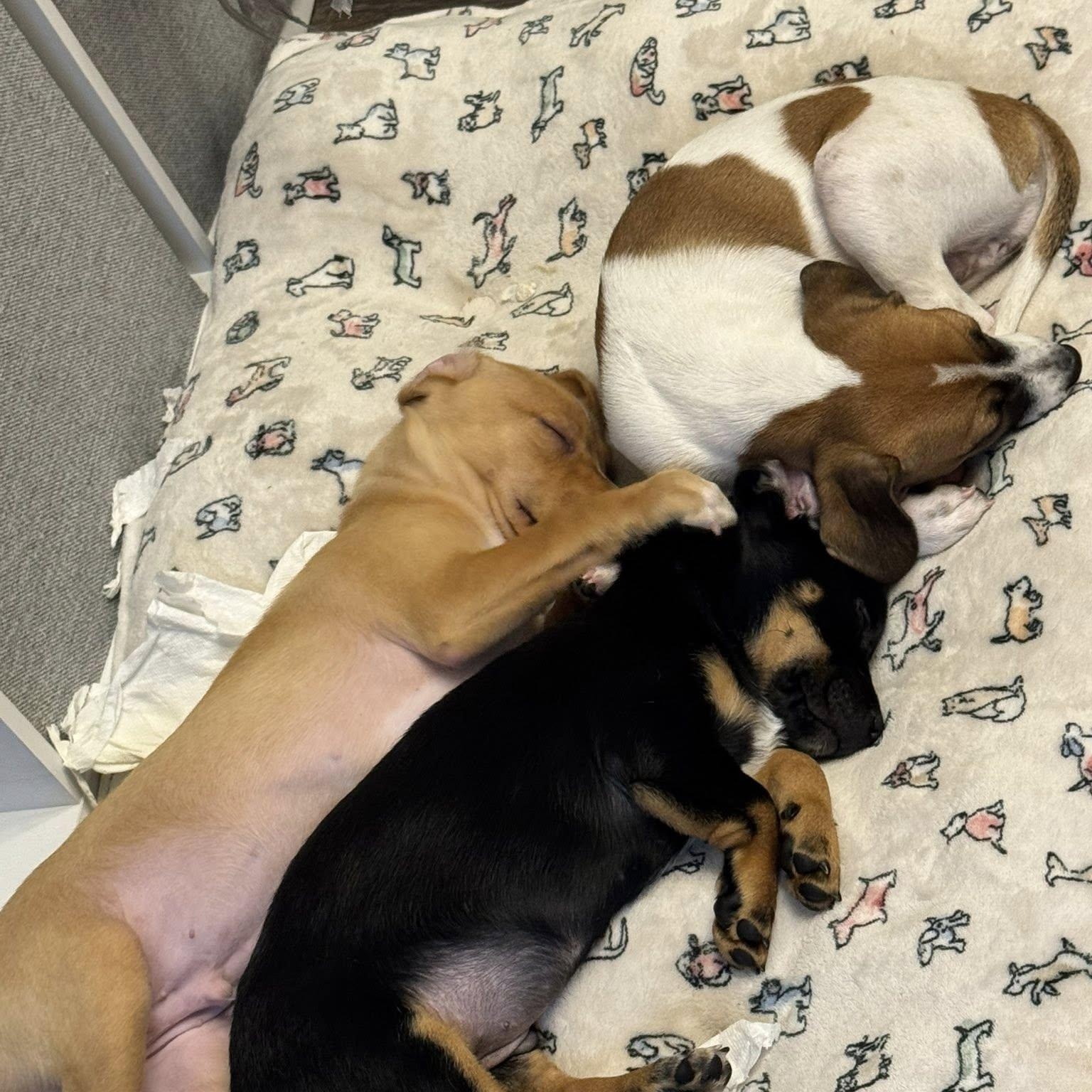 Enlarge Abby, an adopted mixed breed in Williston, VT image 5/5