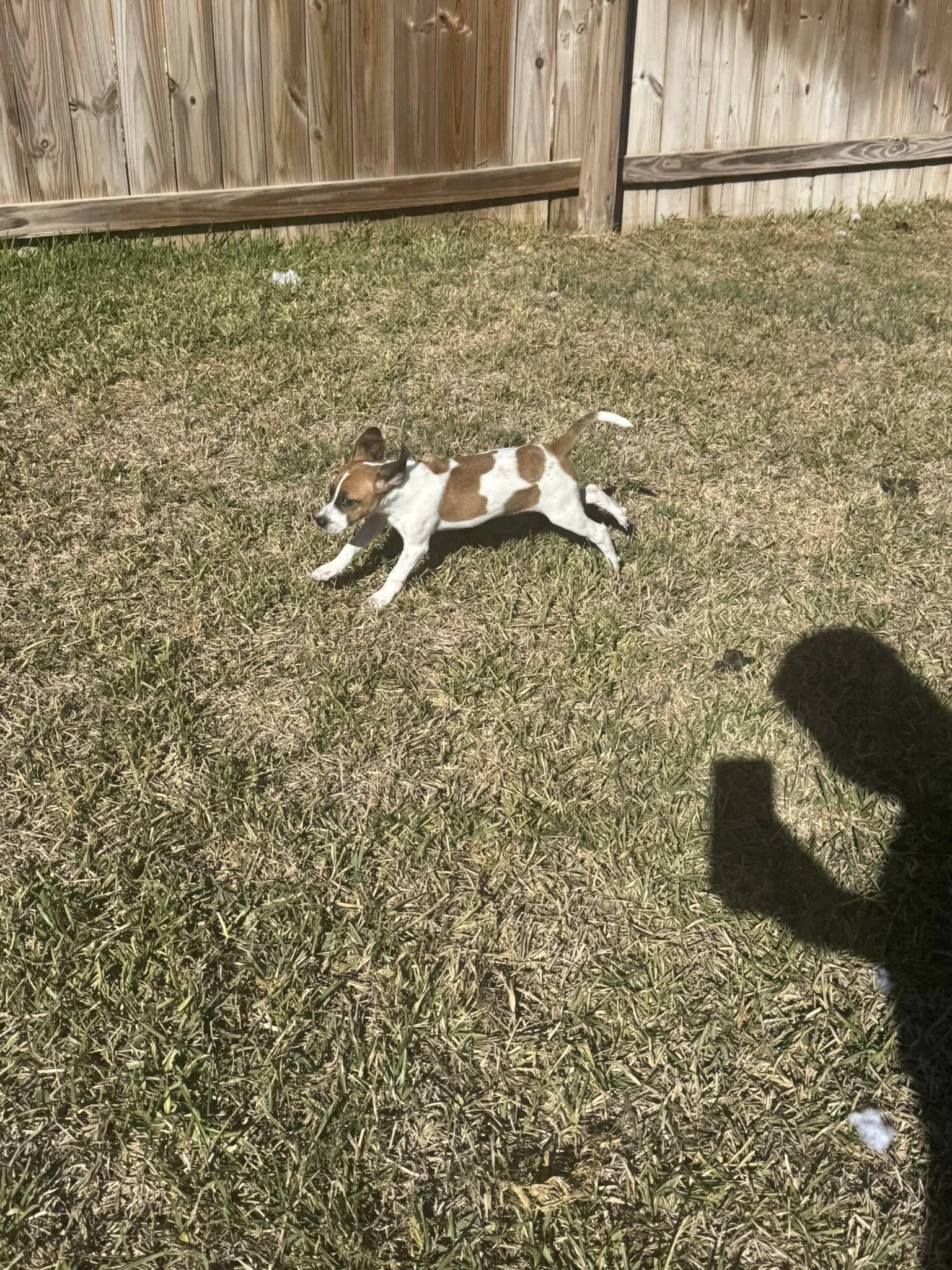 Enlarge Abby, an adopted mixed breed in Williston, VT image 3/5