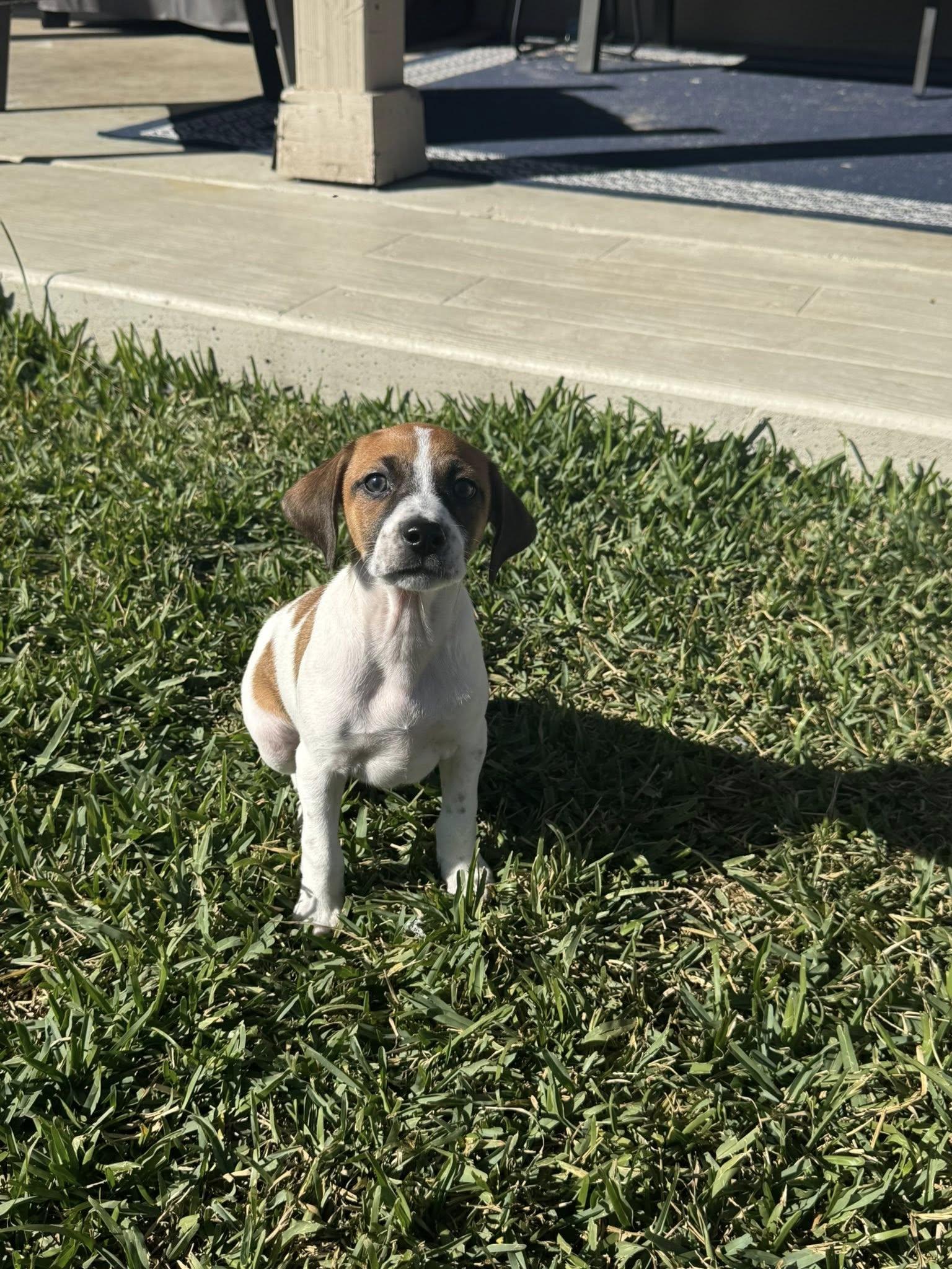 Enlarge Abby, an adopted mixed breed in Williston, VT image 2/5