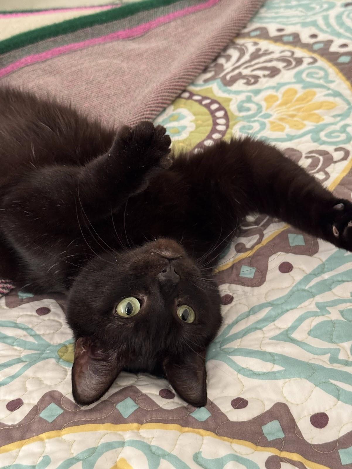 Enlarge Lorraine, a Adoptable mixed breed in Mauldin, SC image 3/6