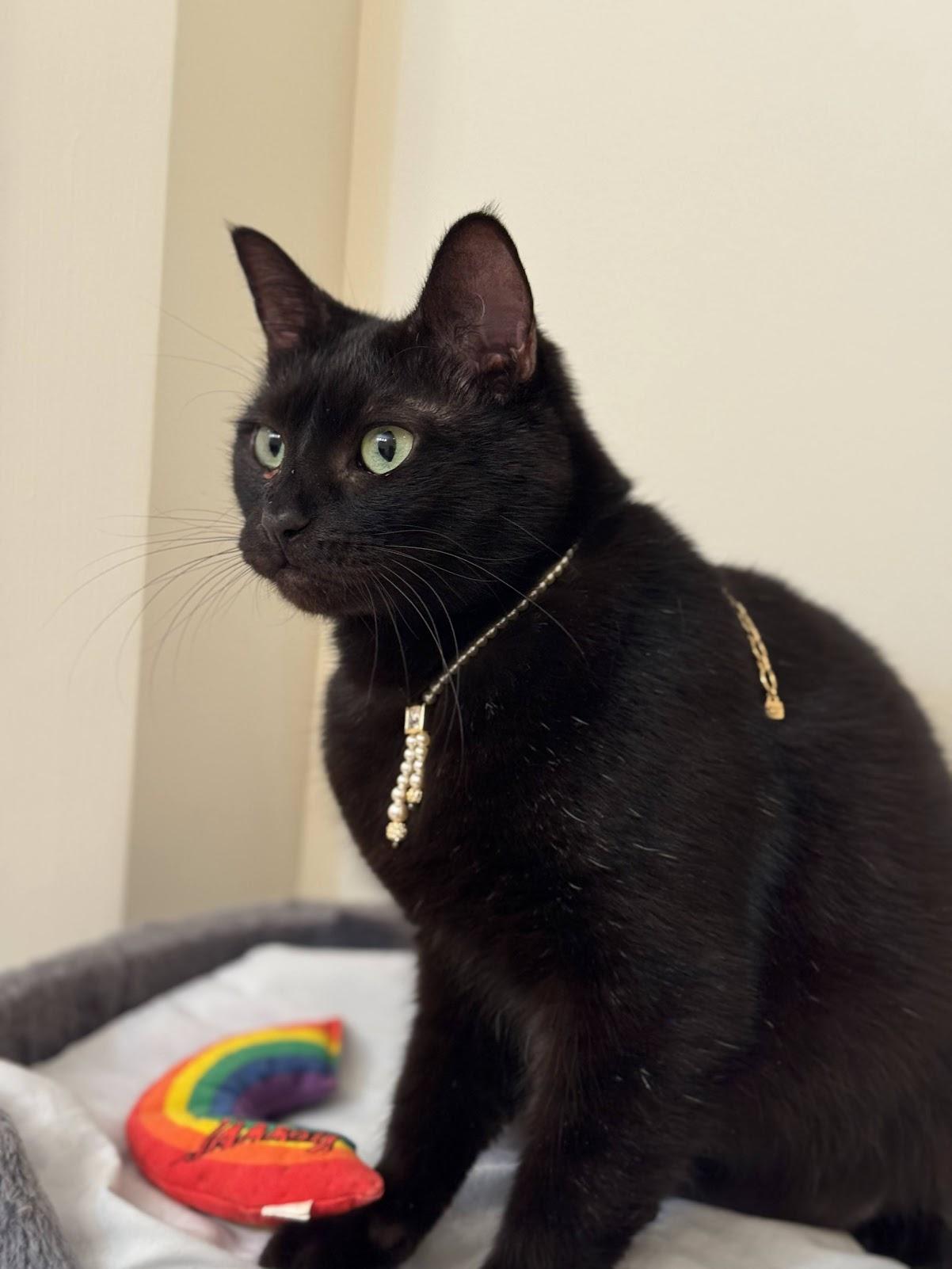 Enlarge Lorraine, a Adoptable mixed breed in Mauldin, SC image 6/6