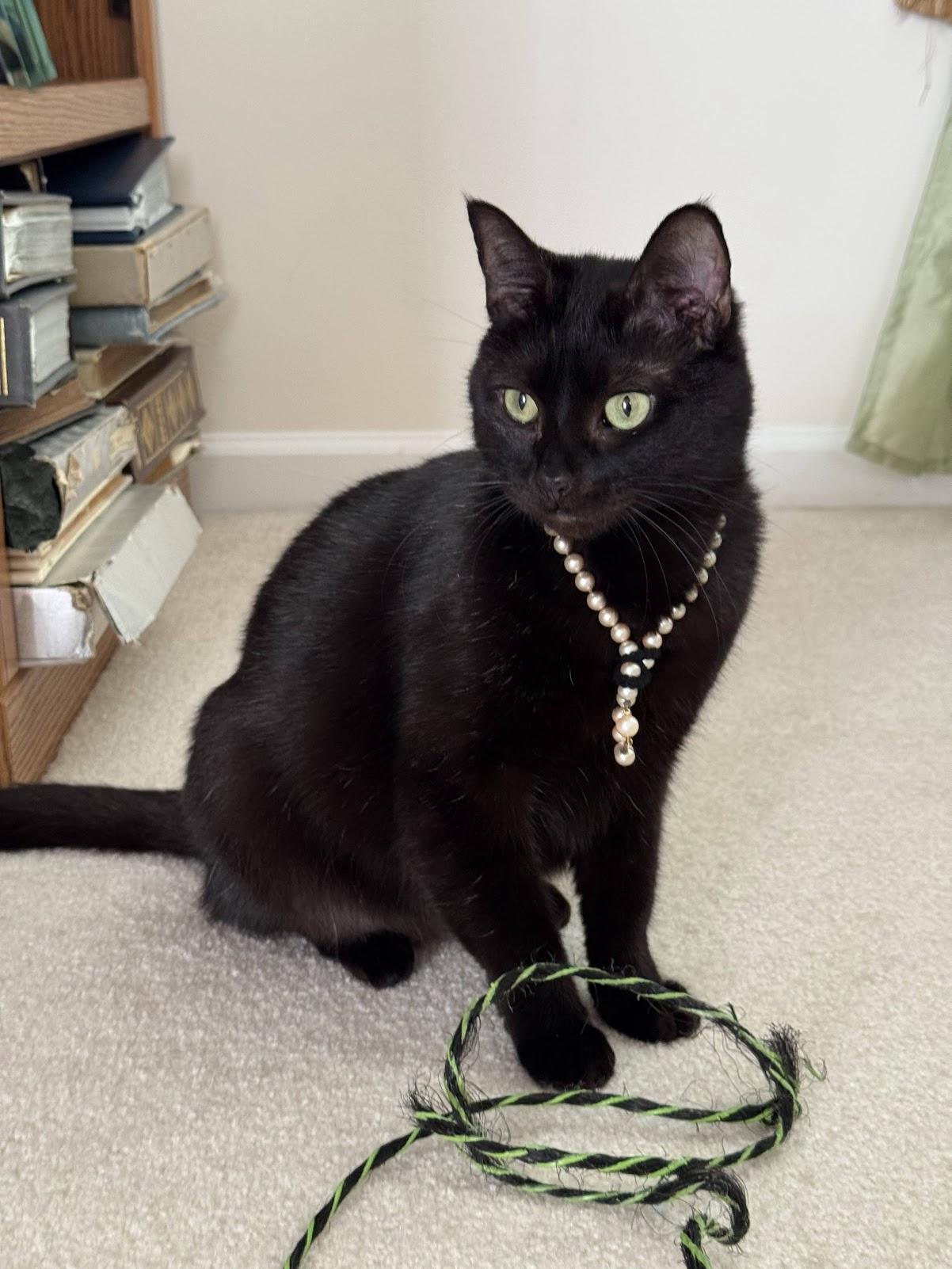 Enlarge Lorraine, a Adoptable mixed breed in Mauldin, SC image 1/6