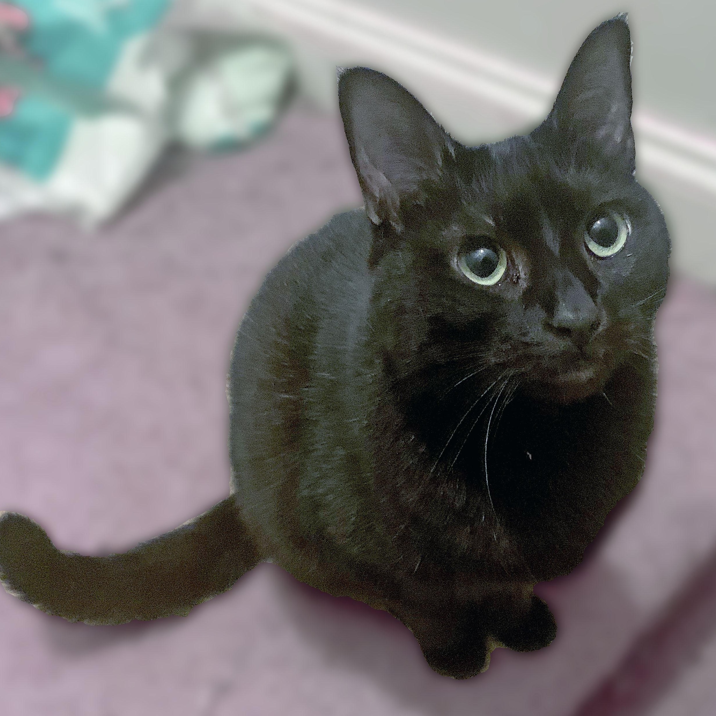 Lorraine, a Adoptable Domestic Short Hair in Mauldin, SC image 1/2