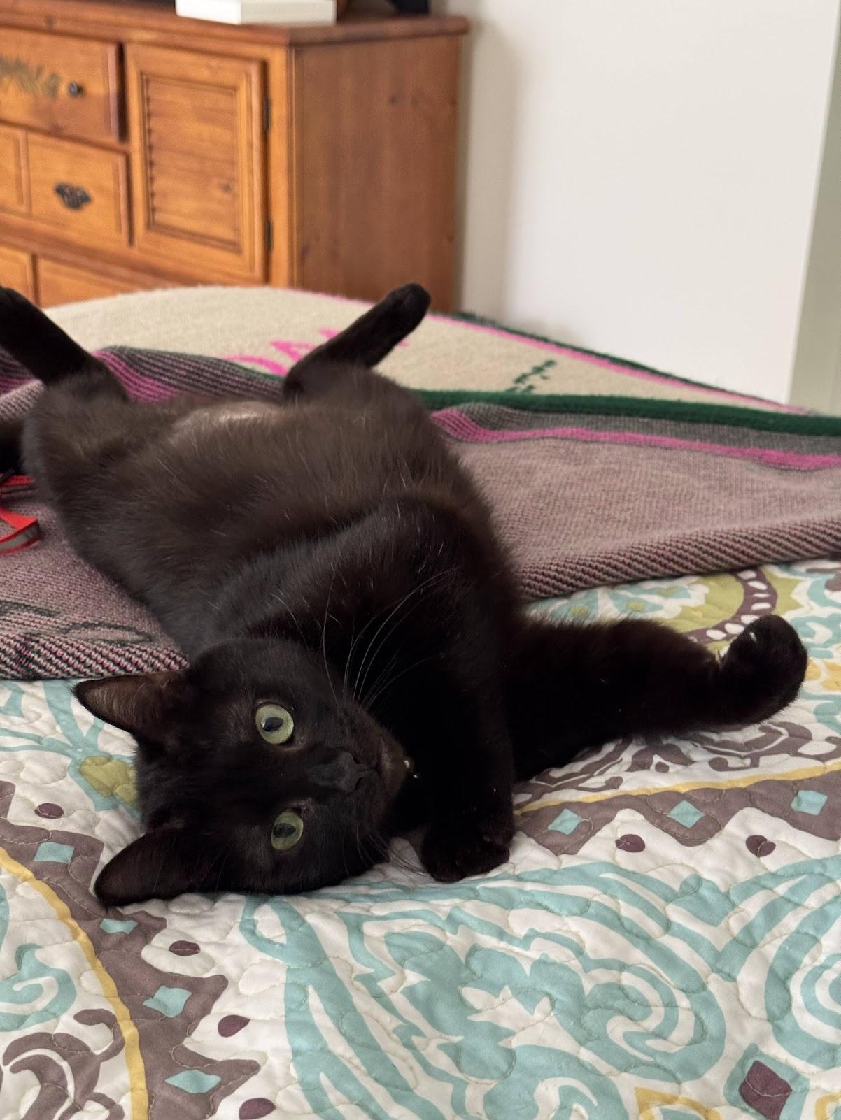 Enlarge Lorraine, a Adoptable mixed breed in Mauldin, SC image 4/6