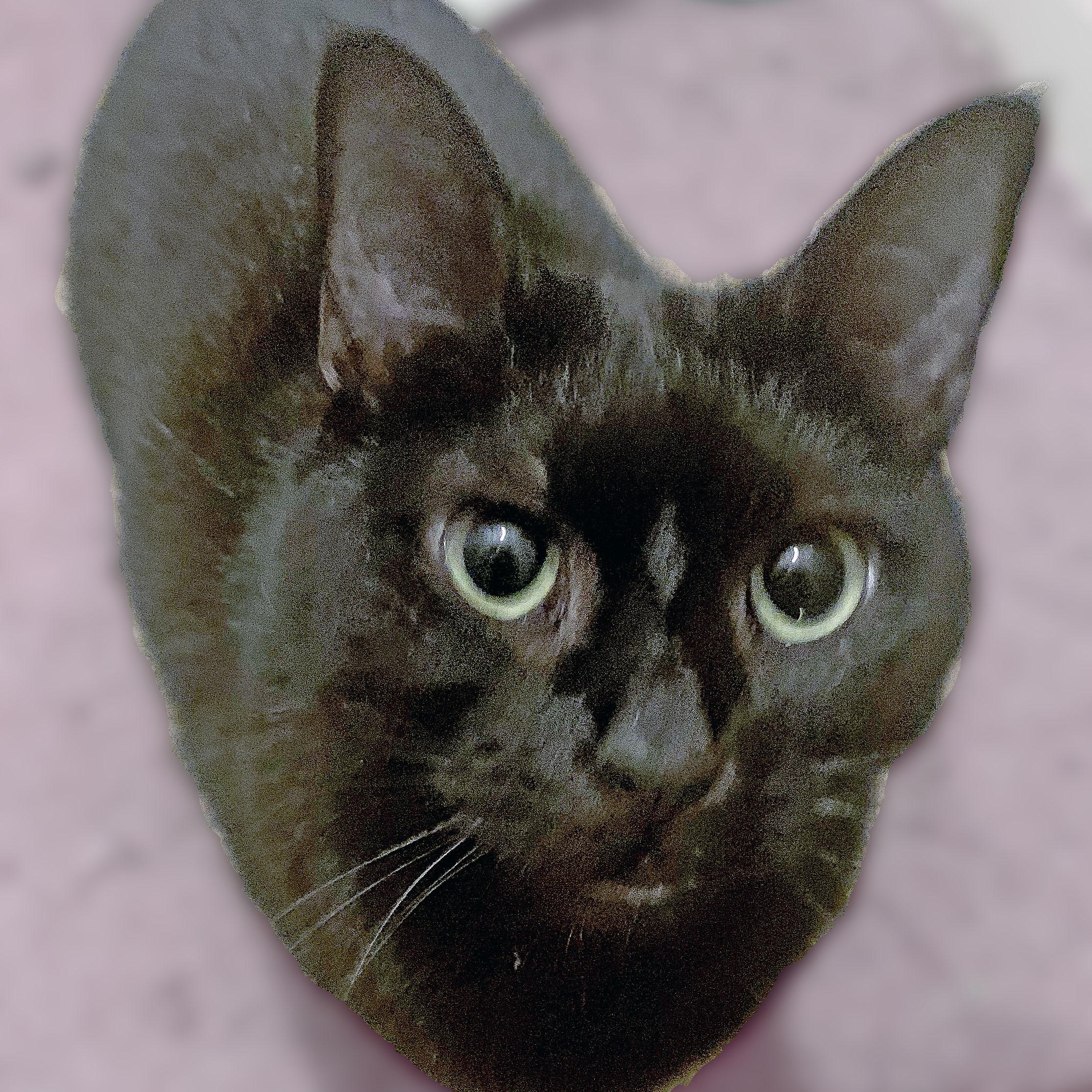 Lorraine, a Adoptable Domestic Short Hair in Mauldin, SC image 2/2