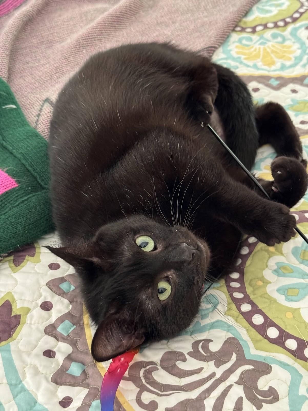 Enlarge Lorraine, a Adoptable mixed breed in Mauldin, SC image 5/6