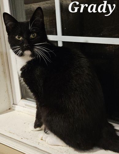 Enlarge Grady, a ADOPTABLE mixed breed in Lenhartsville, PA image 2/3