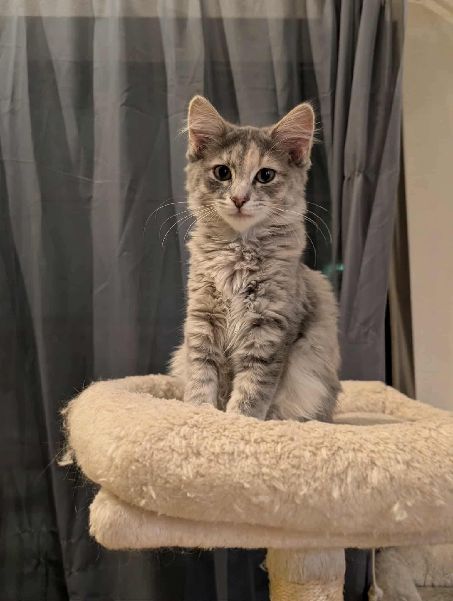 Enlarge Ash, a Adopted Dilute Calico in Mabank, TX image 2/4