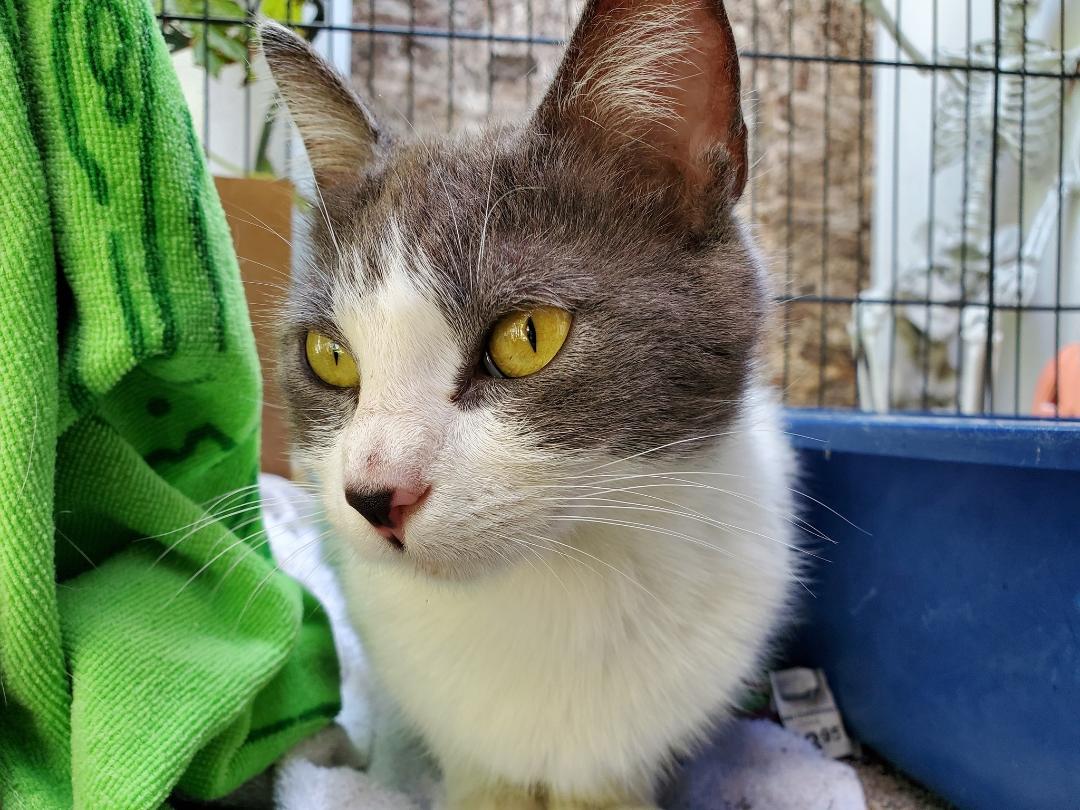 Enlarge Lily Heart Drop, a Adoptable mixed breed in Malibu, CA image 1/2