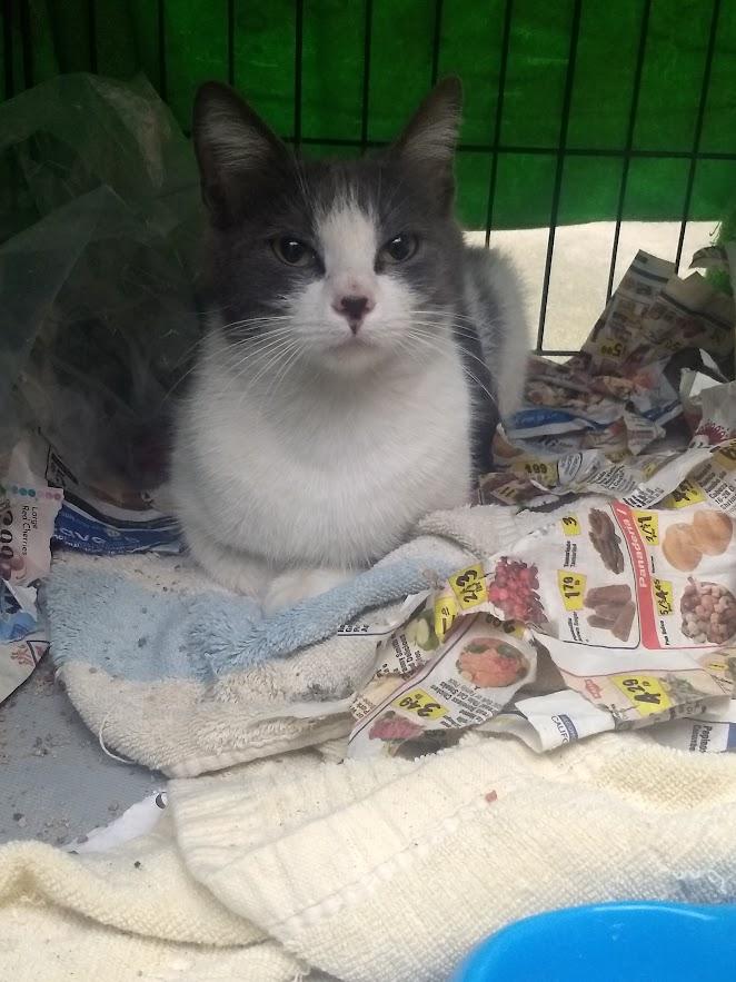 Enlarge Lily Heart Drop, a Adoptable mixed breed in Malibu, CA image 2/2