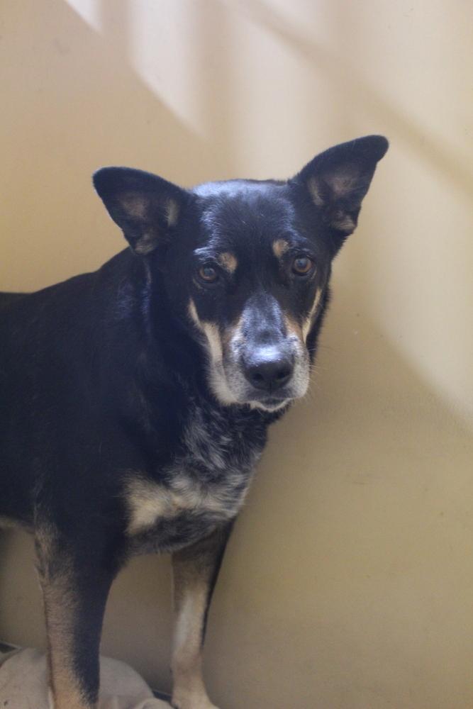 Enlarge Mama, a Adoptable mixed breed in Sanger, TX image 1/6