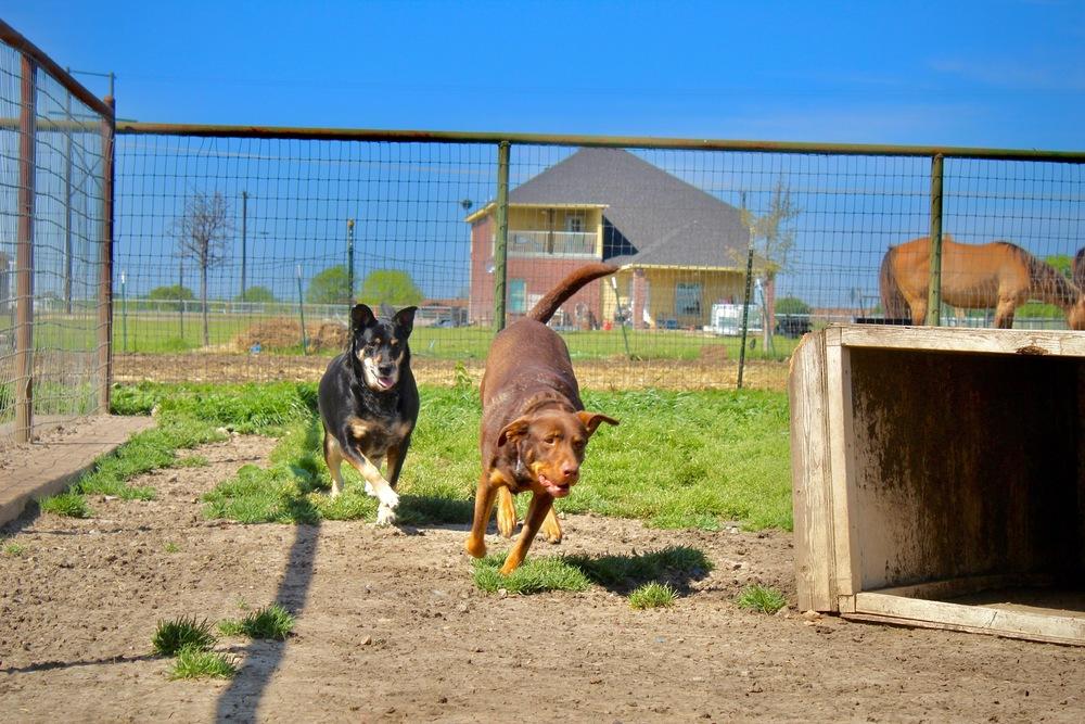 Enlarge Mama, a Adoptable mixed breed in Sanger, TX image 2/6