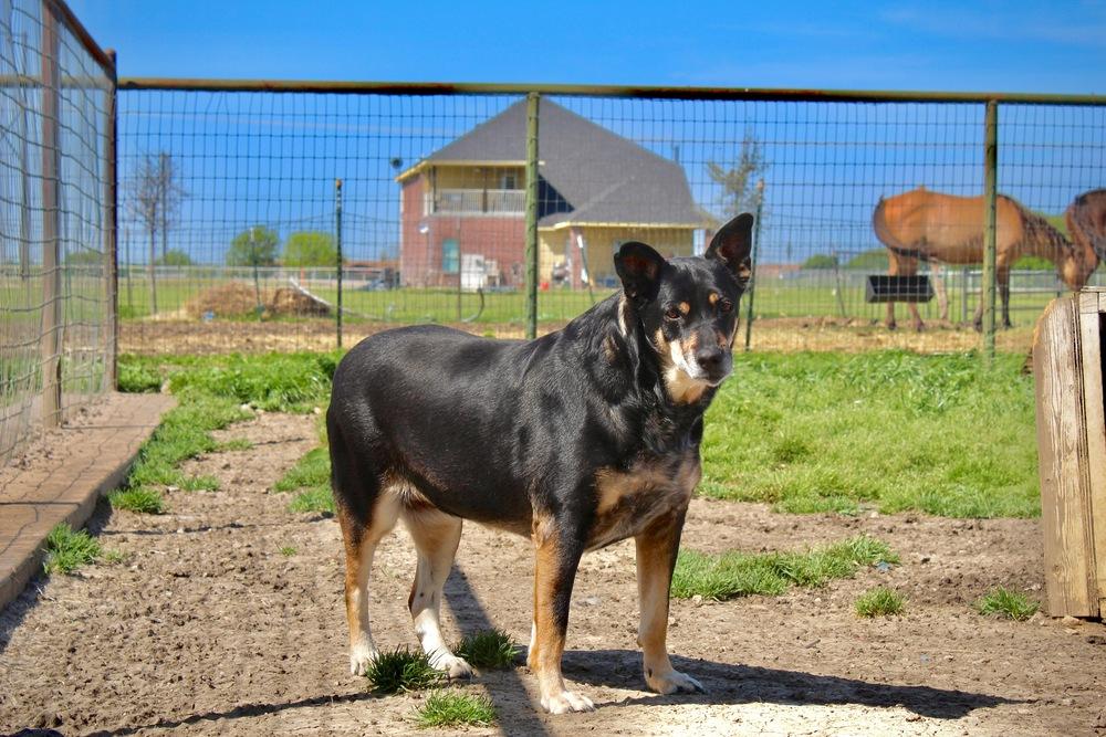 Enlarge Mama, a Adoptable mixed breed in Sanger, TX image 3/6