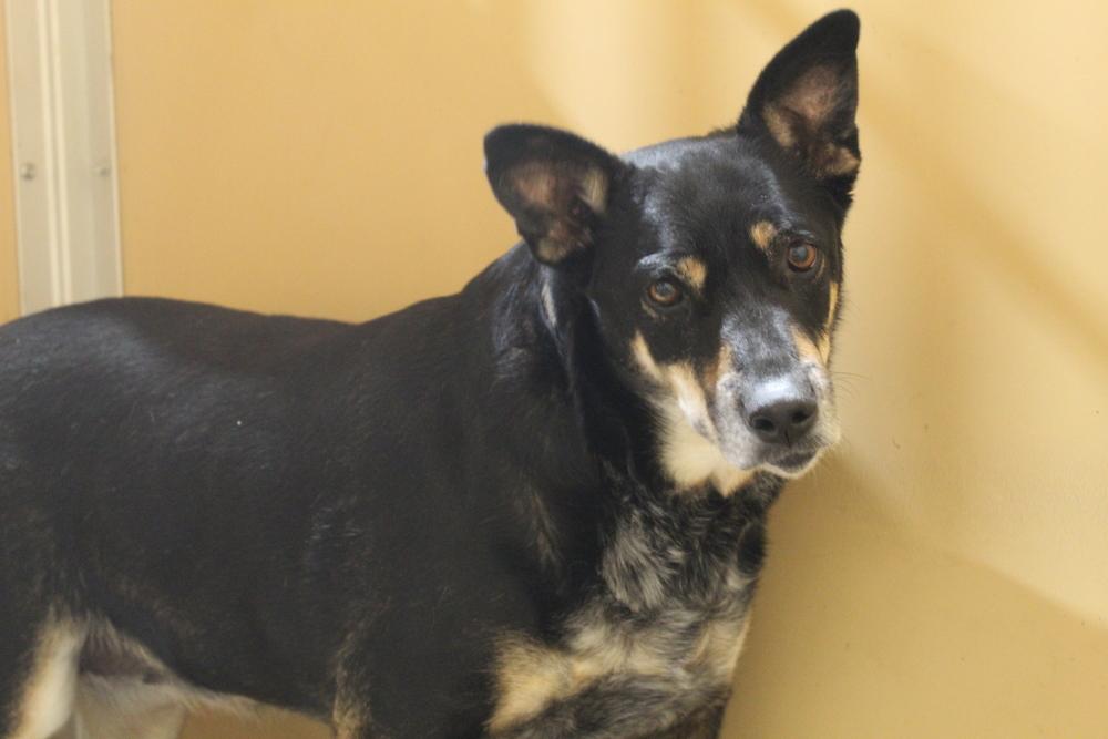 Enlarge Mama, a Adoptable mixed breed in Sanger, TX image 4/6