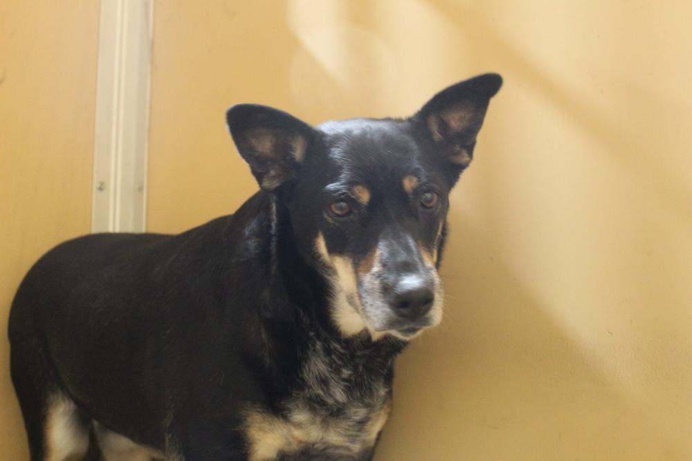 Enlarge Mama, a Adoptable mixed breed in Sanger, TX image 5/6