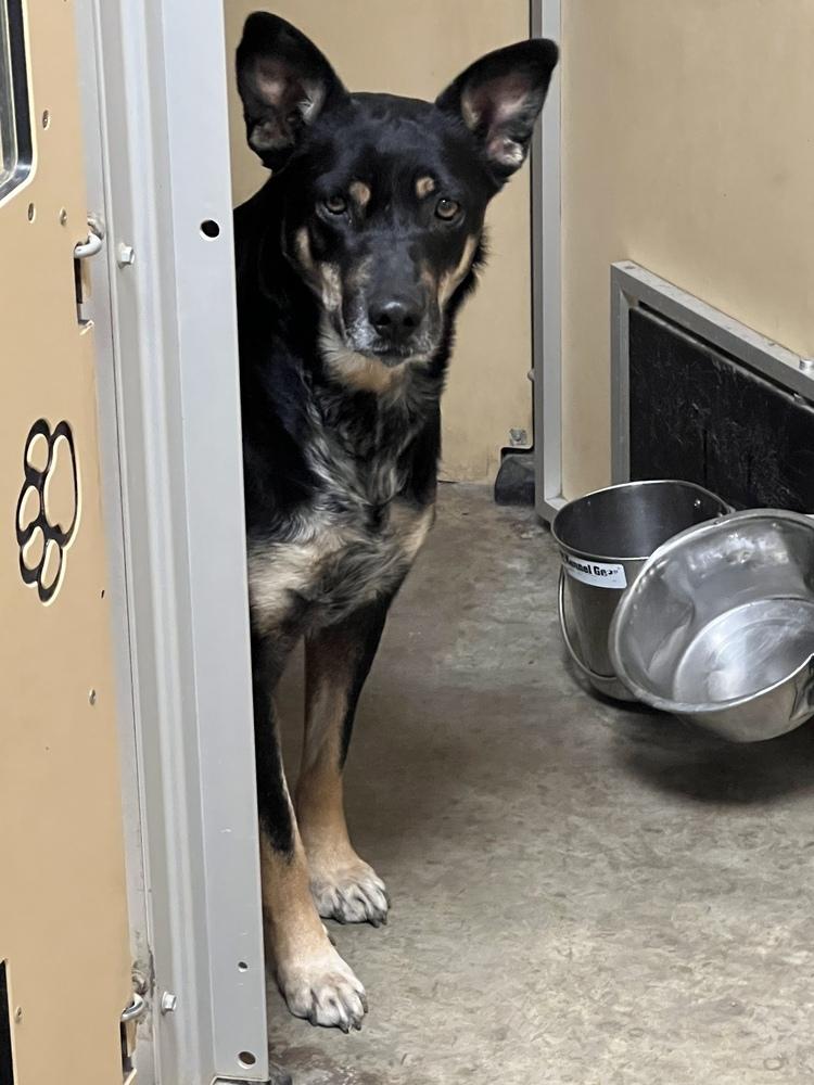 Enlarge Mama, a Adoptable mixed breed in Sanger, TX image 6/6