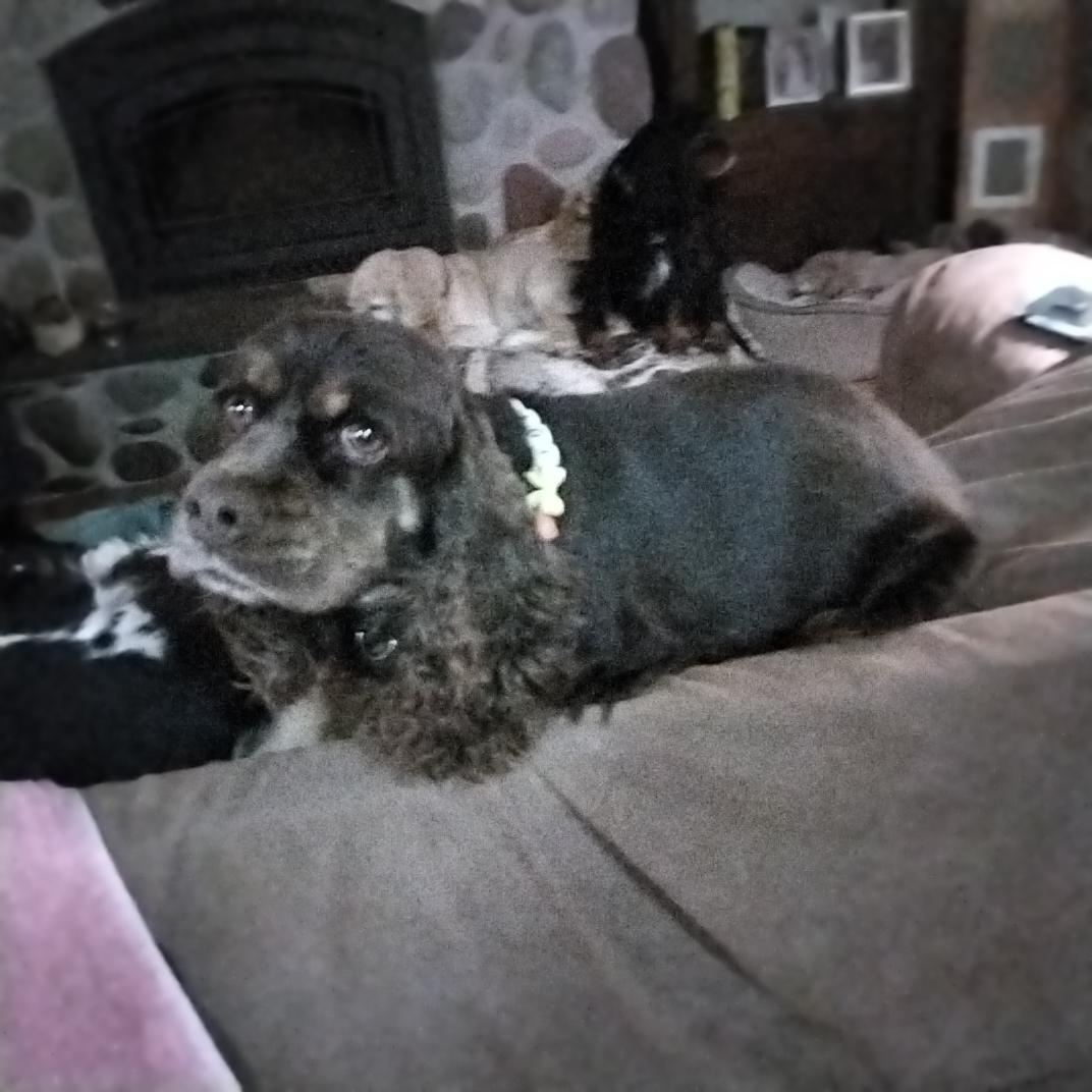 Toffee, a ADOPTABLE Cocker Spaniel in Grove, OK image 2/2