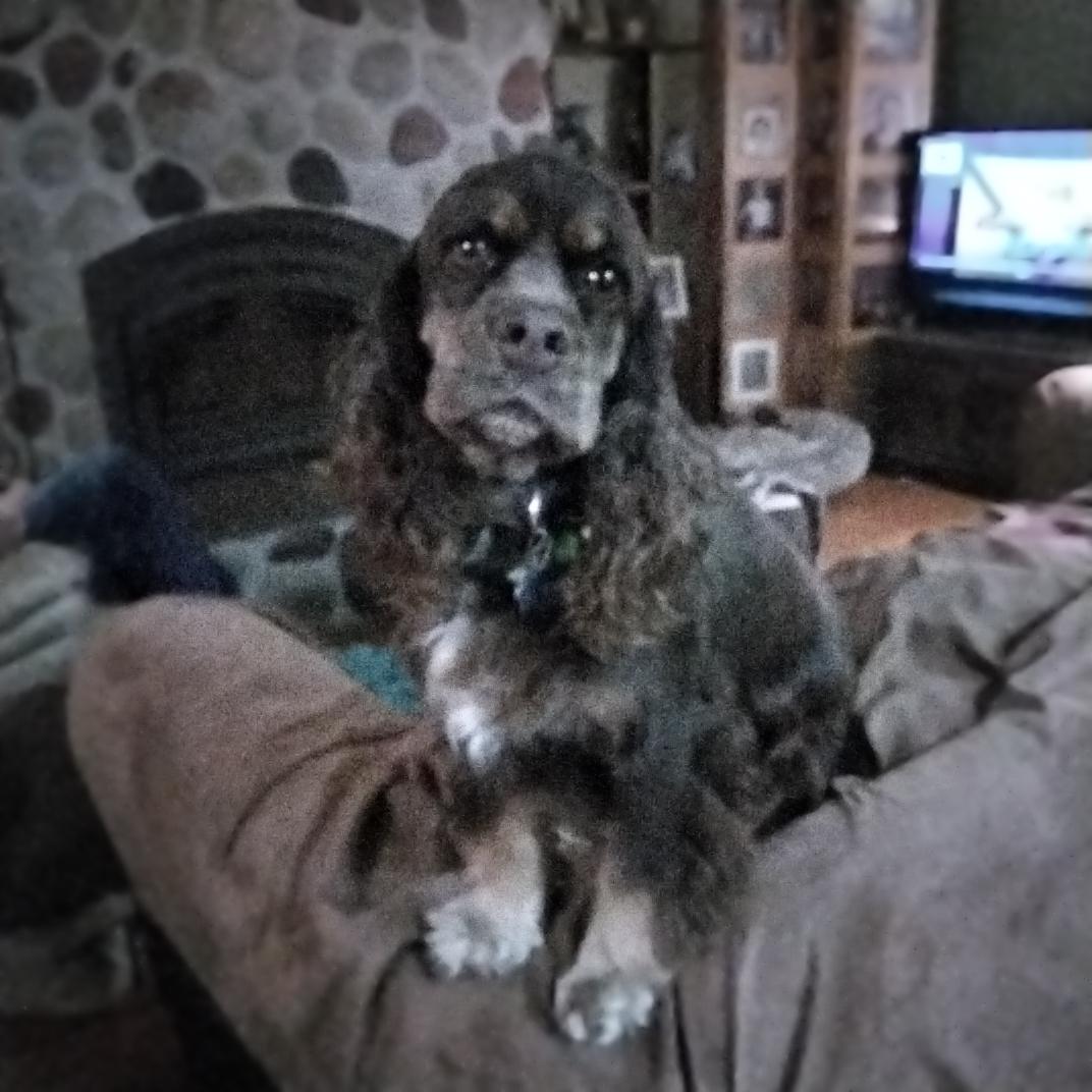 Toffee, a ADOPTABLE Cocker Spaniel in Grove, OK image 1/2