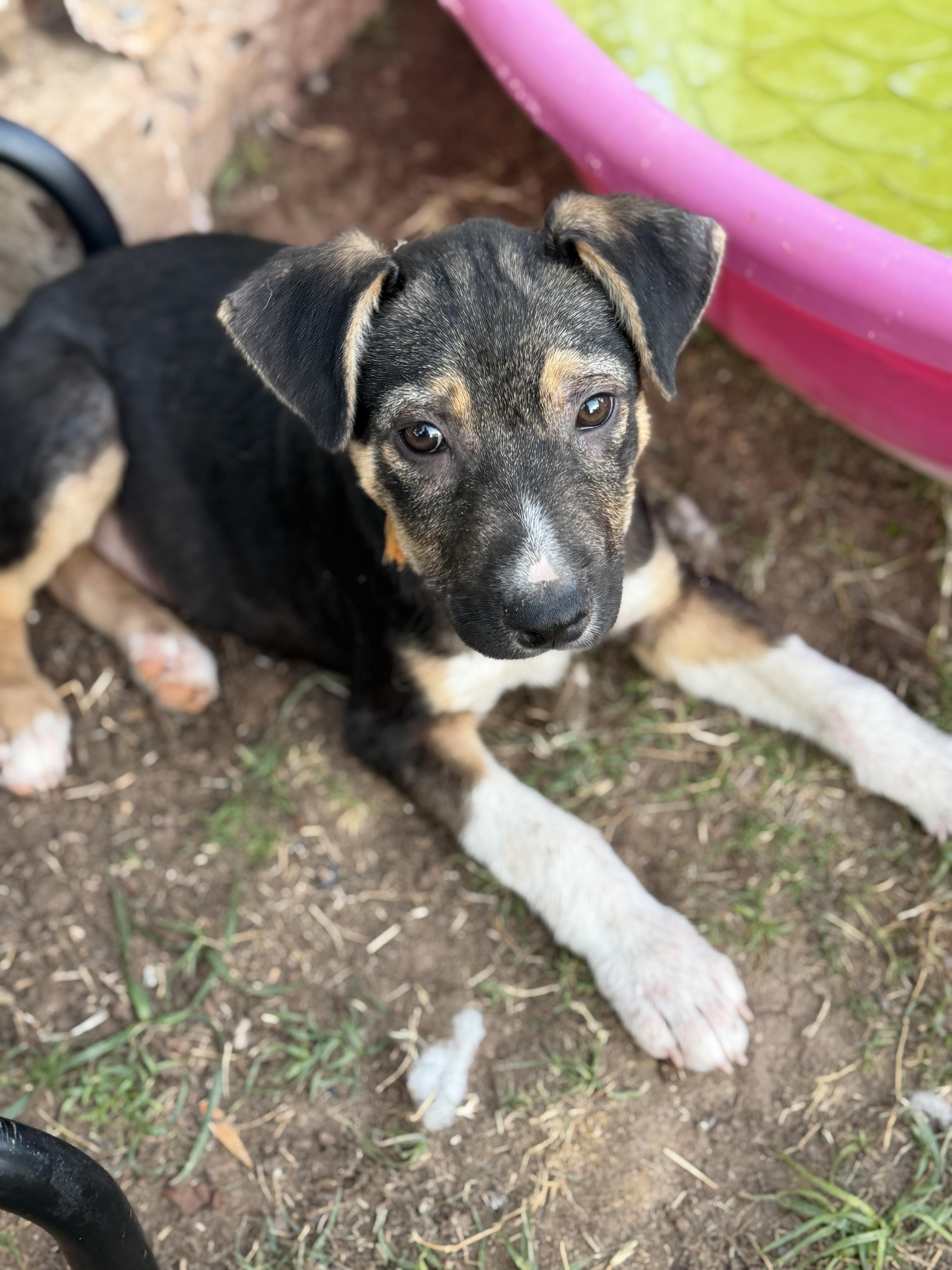 Enlarge Wade, a ADOPTABLE mixed breed in Gilbert, AZ image 2/5