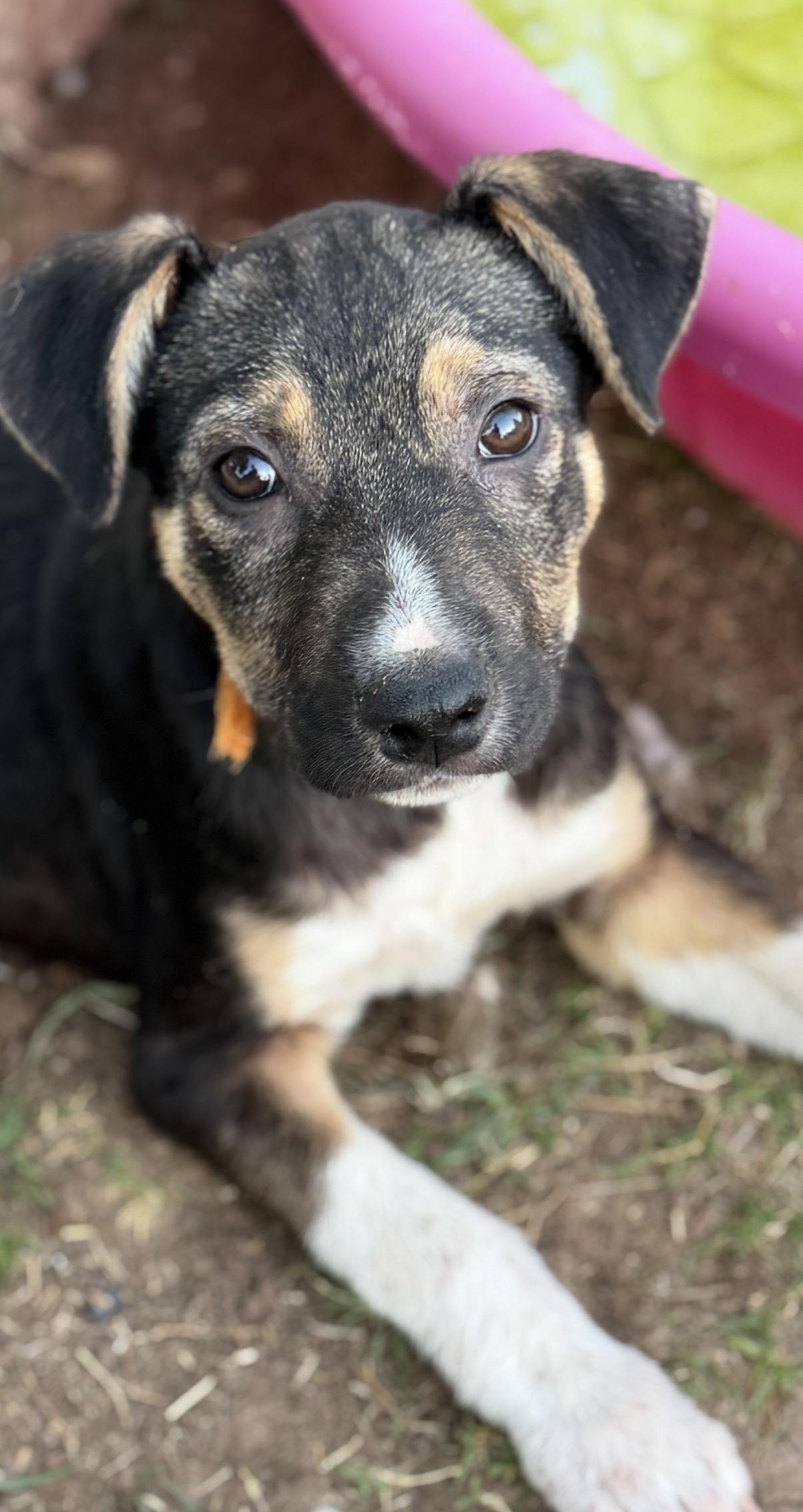 Enlarge Wade, a ADOPTABLE mixed breed in Gilbert, AZ image 1/5