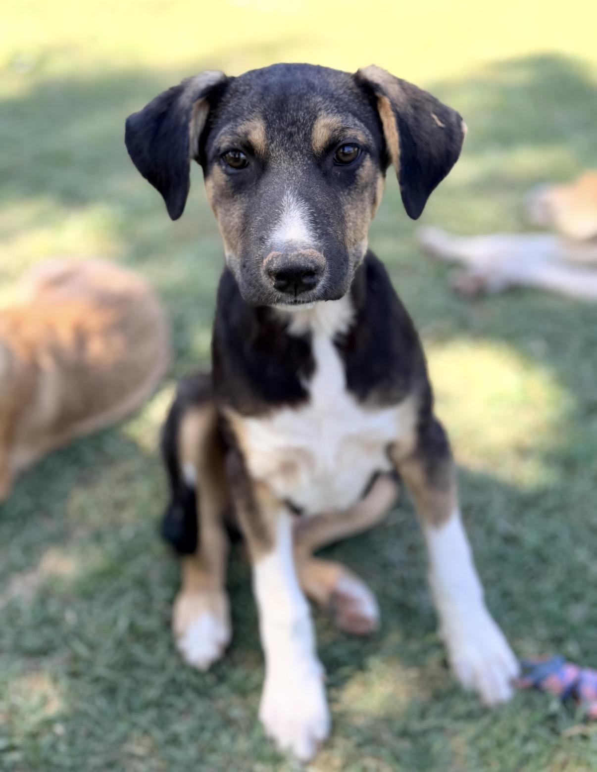 Wade, ADOPTABLE, Puppy Male Mountain Cur & Shepherd.