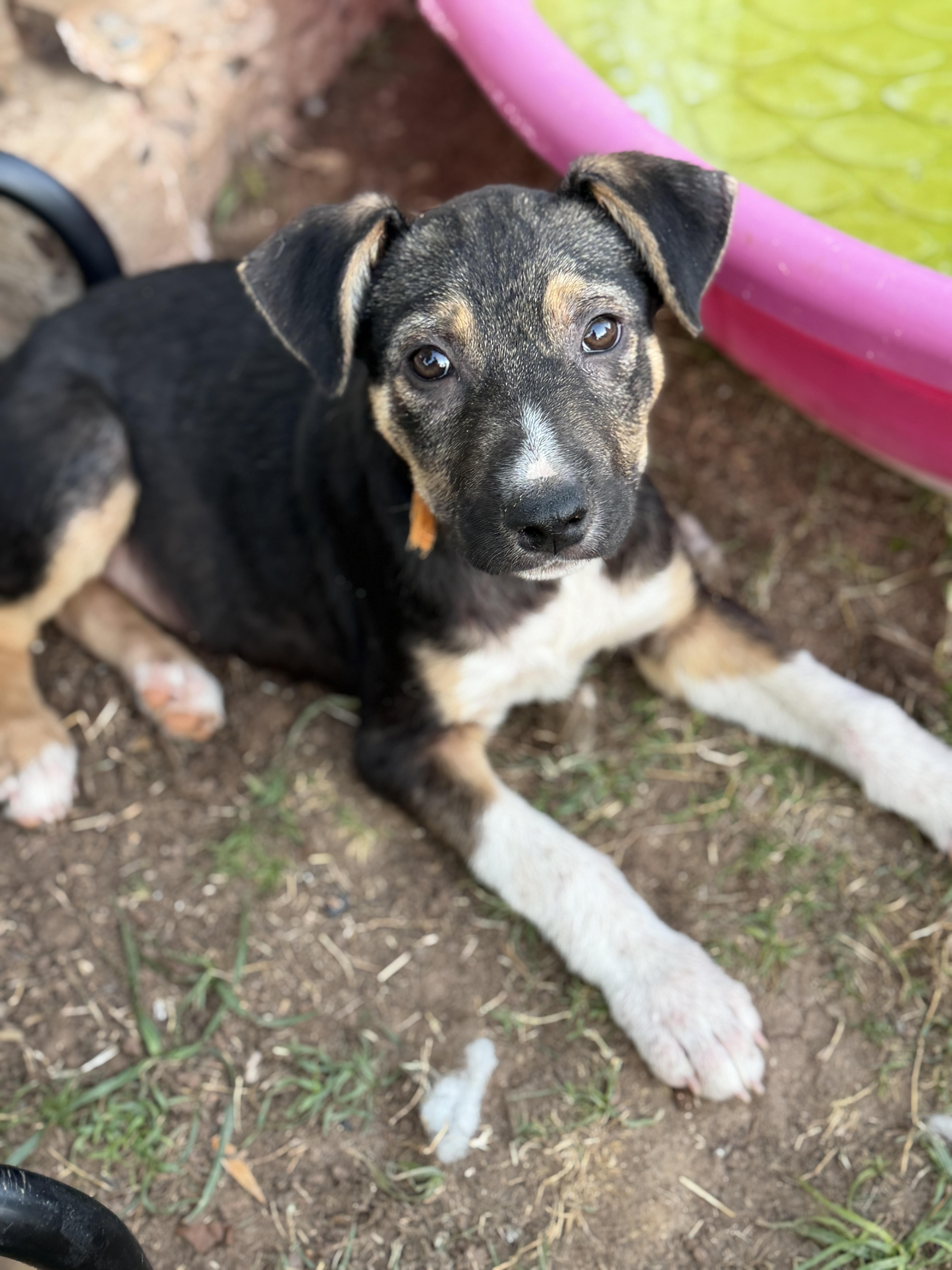 Enlarge Wade, a ADOPTABLE mixed breed in Gilbert, AZ image 3/5