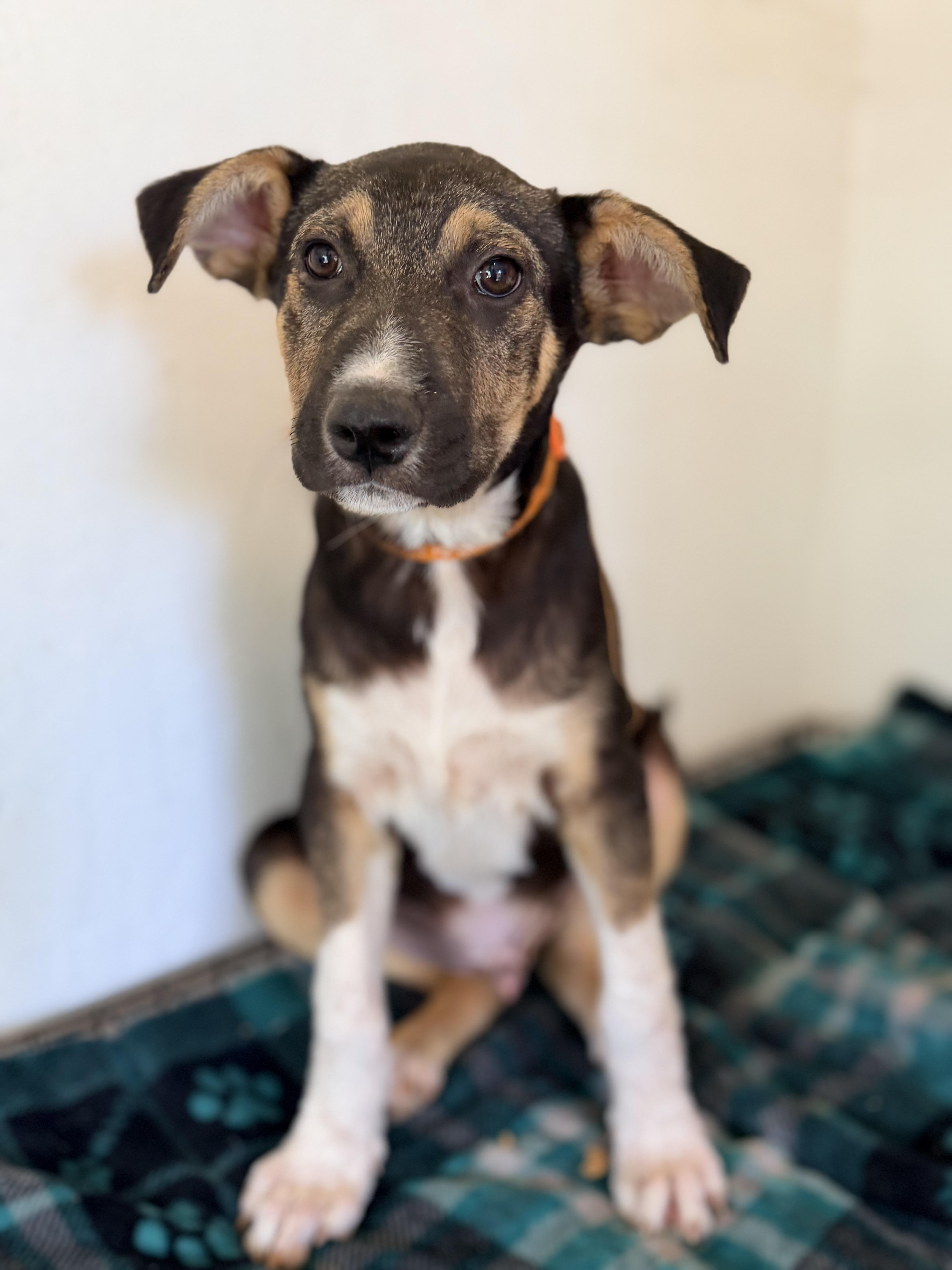 Enlarge Wade, a ADOPTABLE mixed breed in Gilbert, AZ image 6/6
