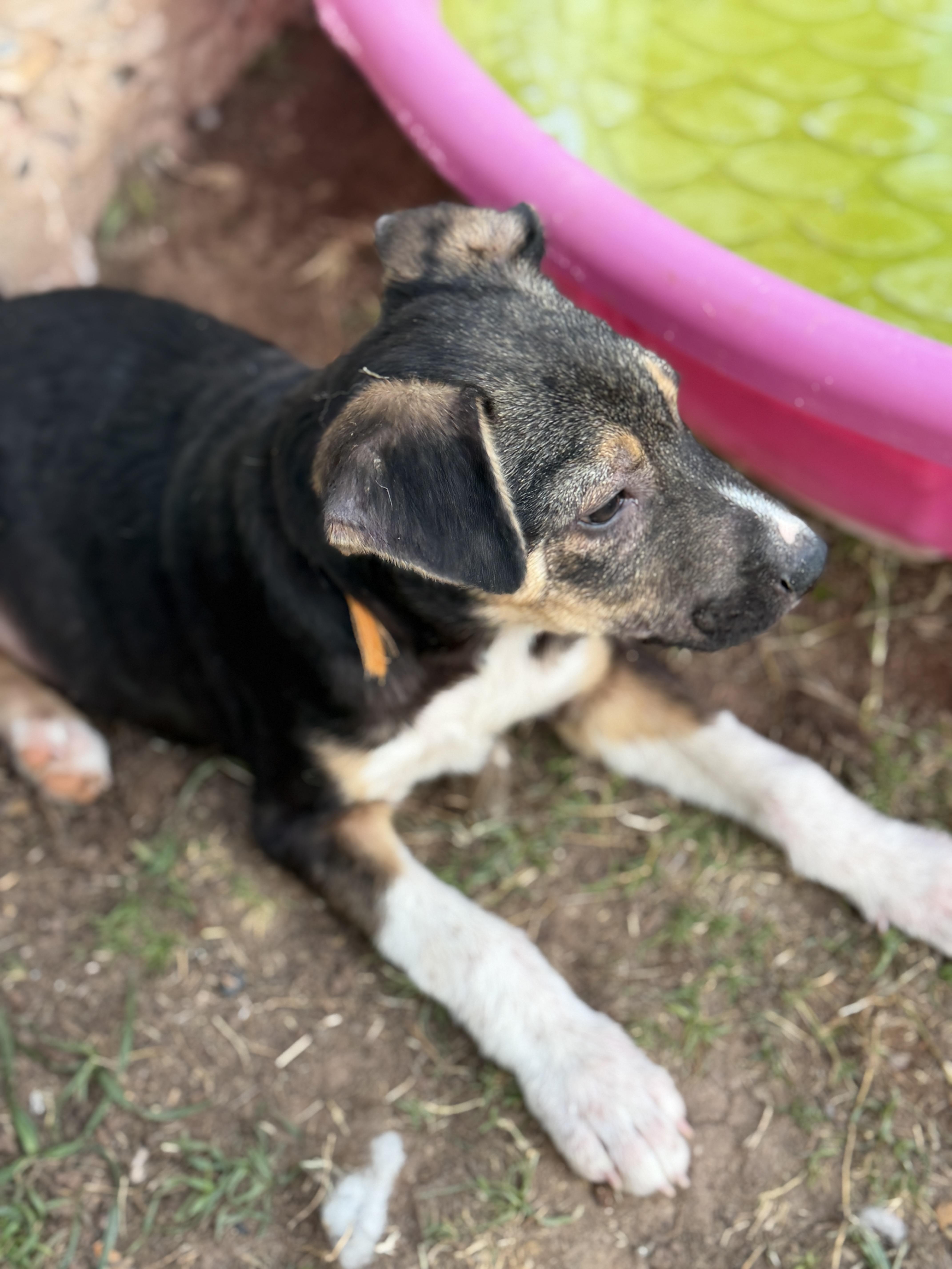 Enlarge Wade, a ADOPTABLE mixed breed in Gilbert, AZ image 5/5