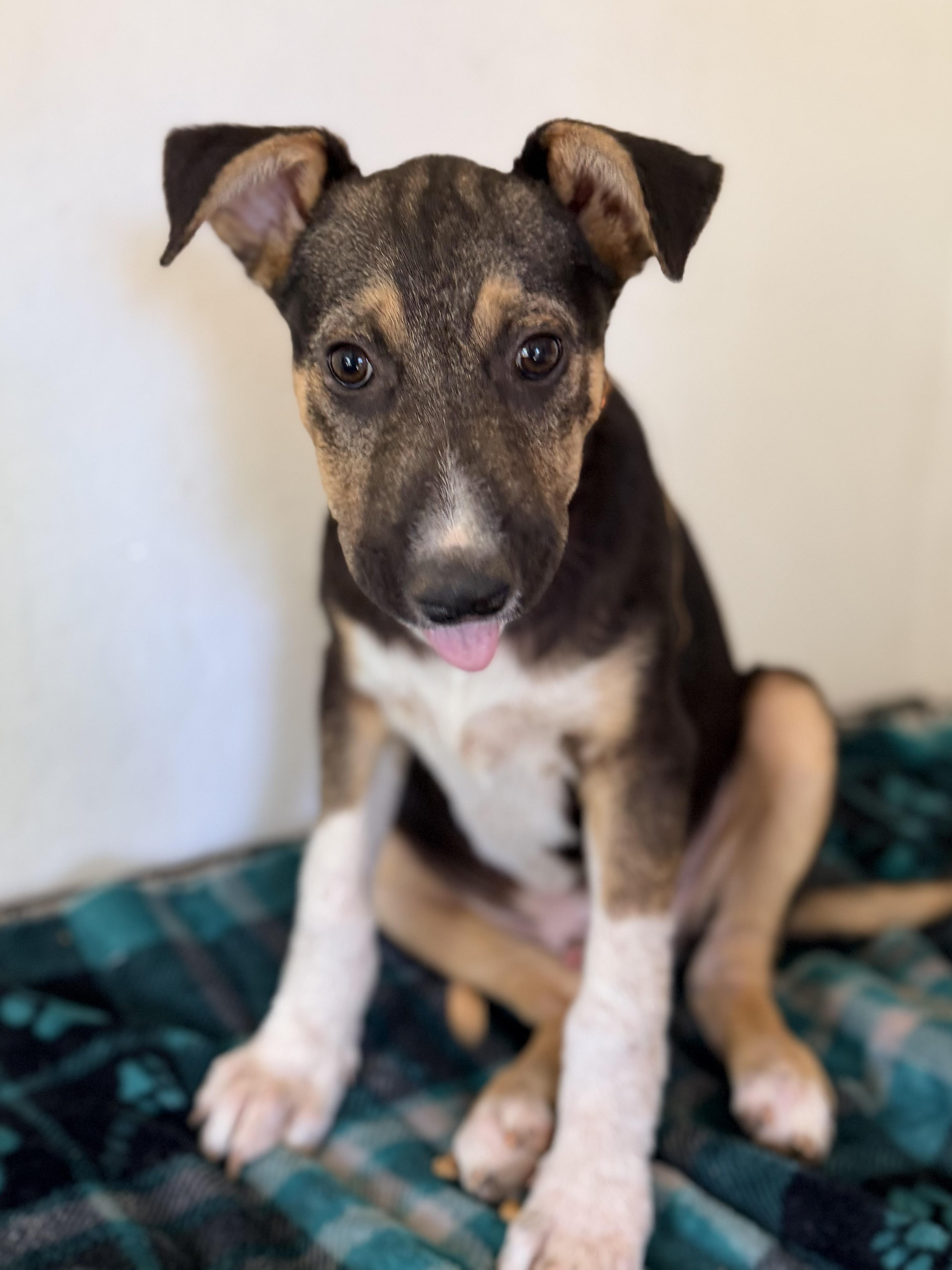 Enlarge Wade, a ADOPTABLE mixed breed in Gilbert, AZ image 5/6