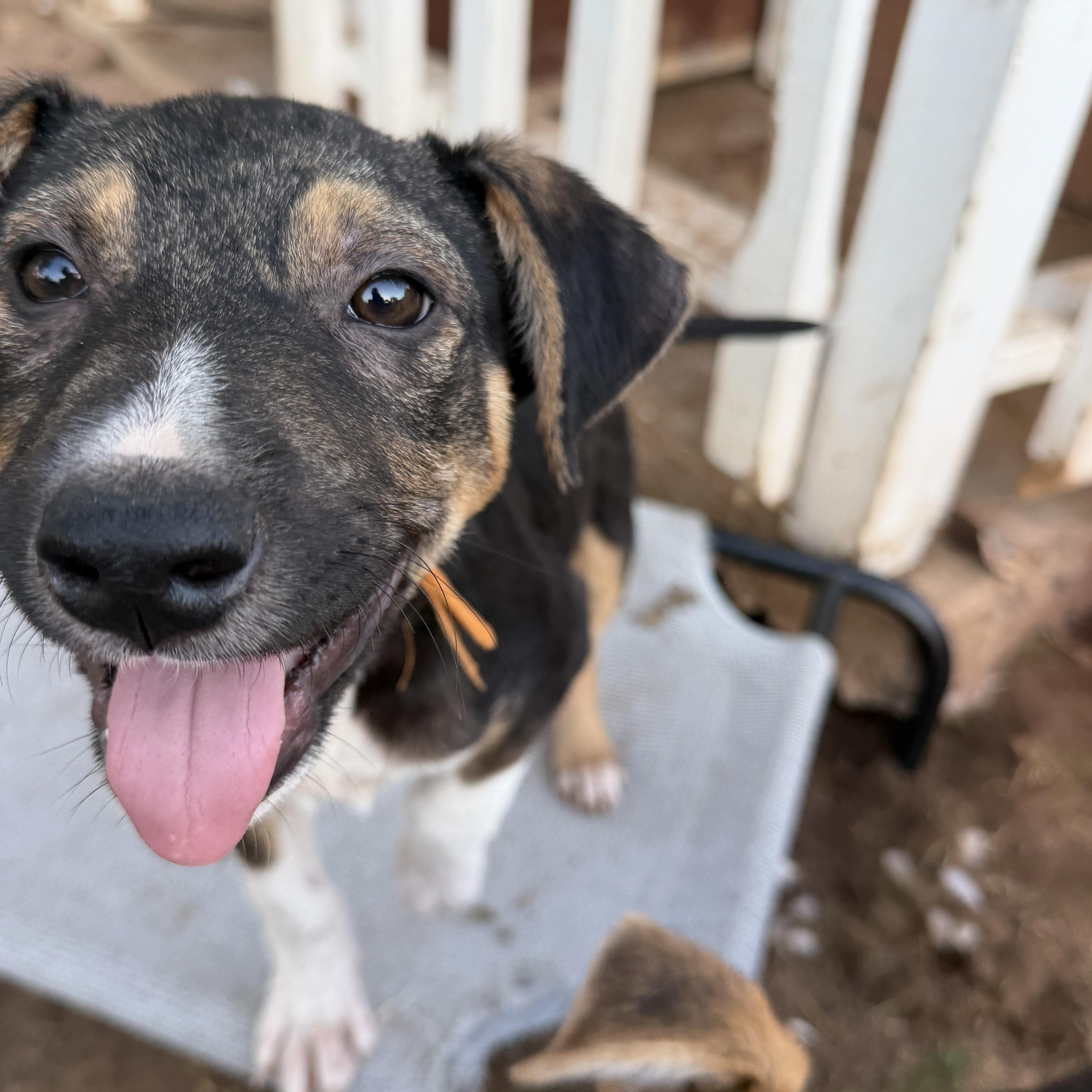 Enlarge Wade, a ADOPTABLE mixed breed in Gilbert, AZ image 4/5