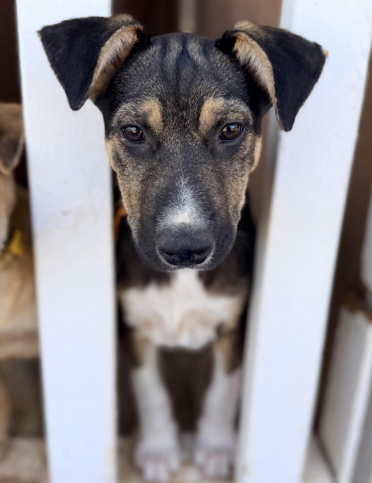 Enlarge Wade, a ADOPTABLE mixed breed in Gilbert, AZ image 4/6
