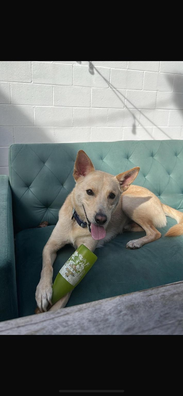 Jax-San Diego, CA, a ADOPTABLE mixed breed in San Diego, CA image 2/3