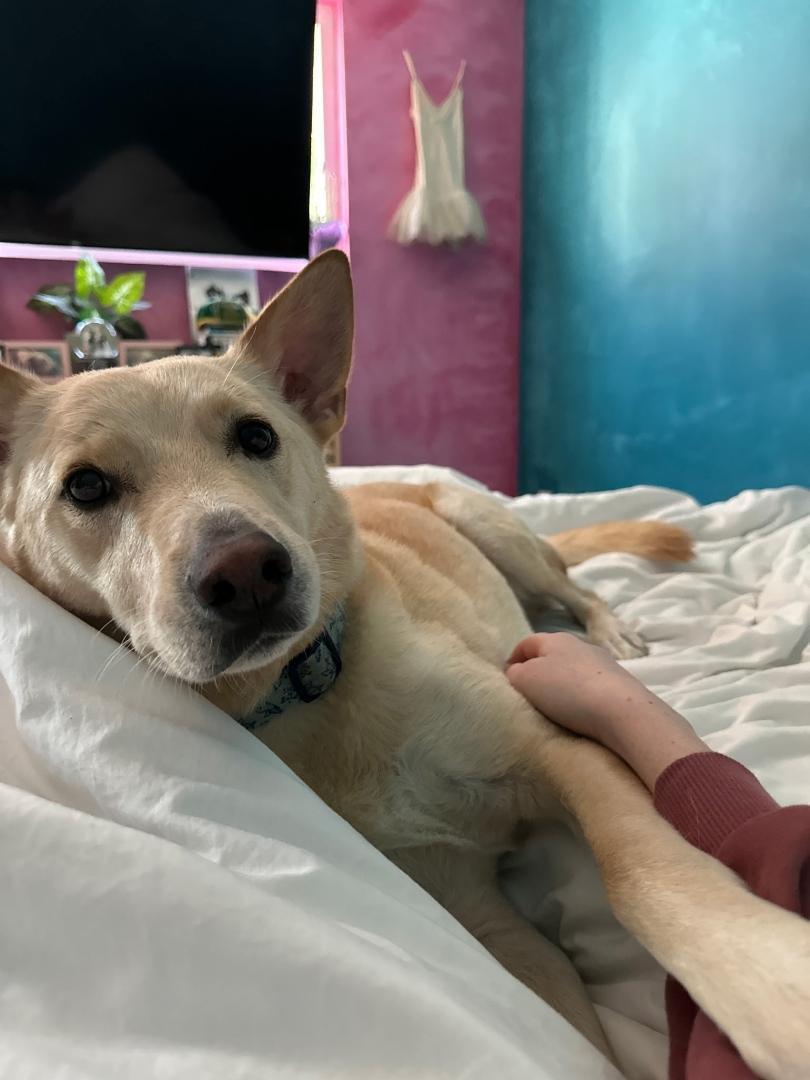 Jax-San Diego, CA, ADOPTABLE, Adult Male German Shepherd Dog & Carolina Dog.