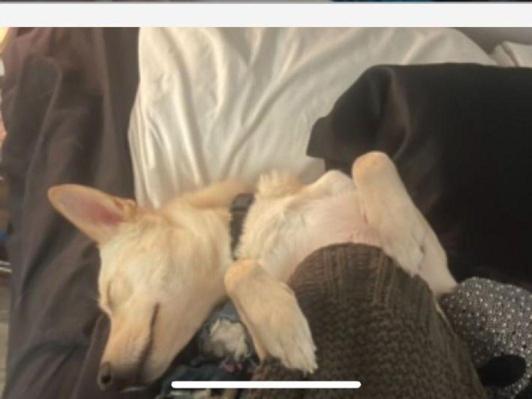 Jax-San Diego, CA, a ADOPTABLE mixed breed in San Diego, CA image 3/3