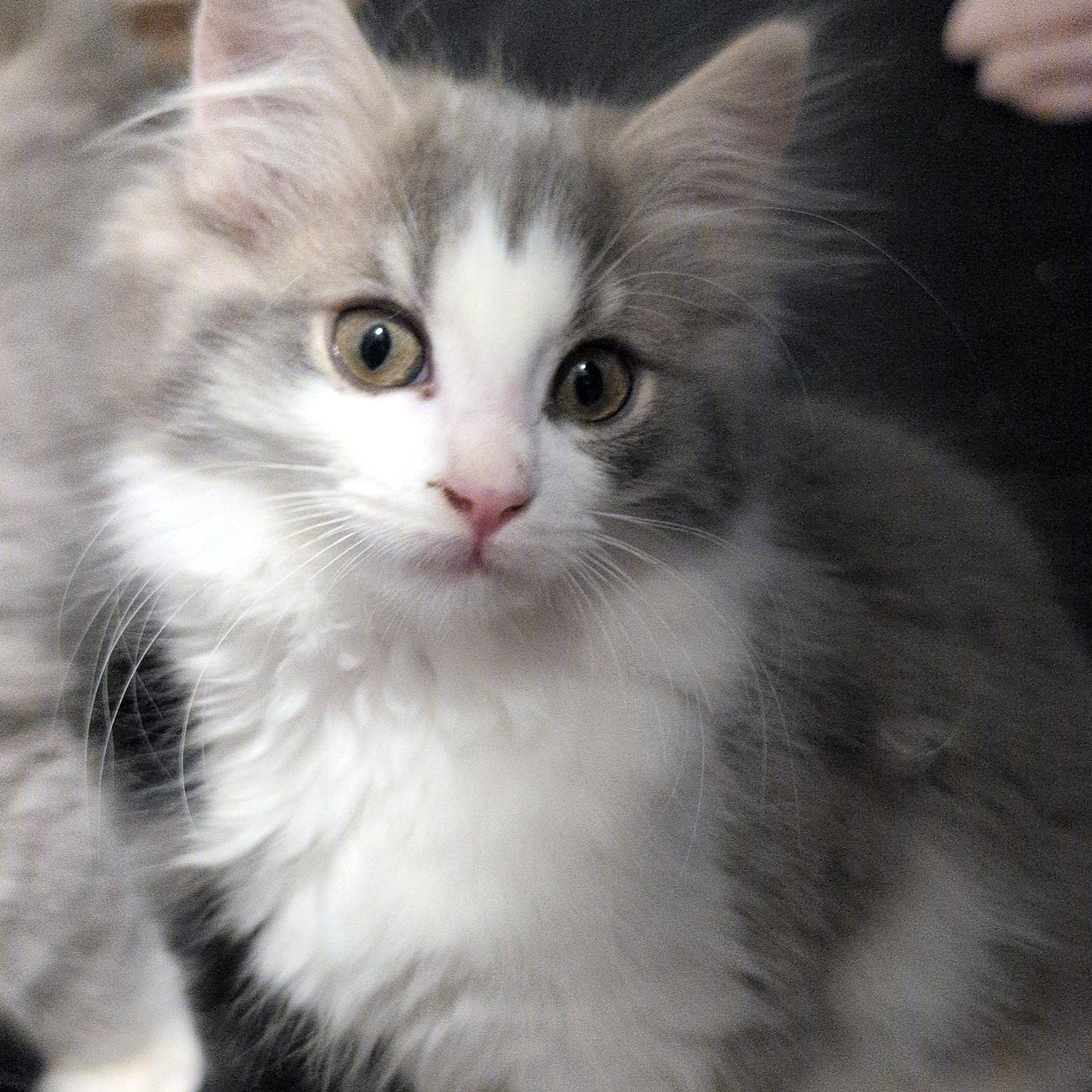 Mona, Adopted, Kitten Female Domestic Long Hair.