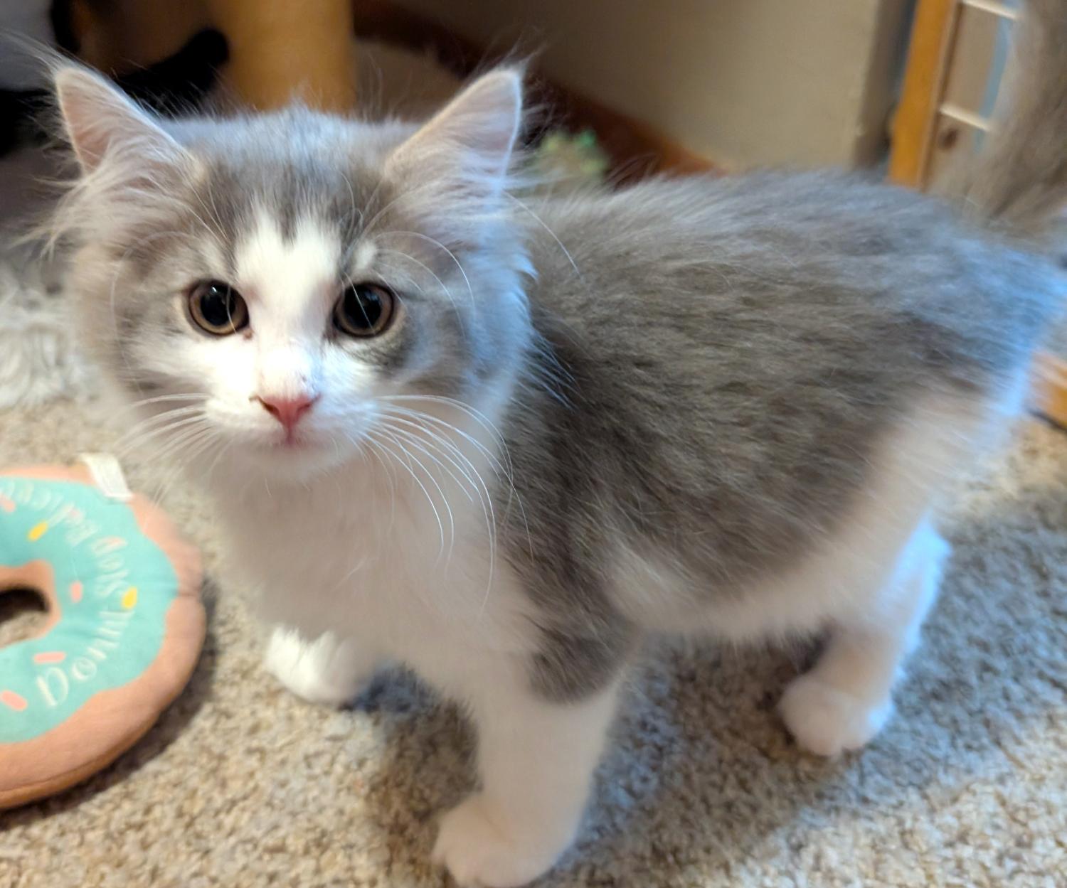 Enlarge Mona, a Adopted Domestic Long Hair in Wadsworth, OH image 2/3