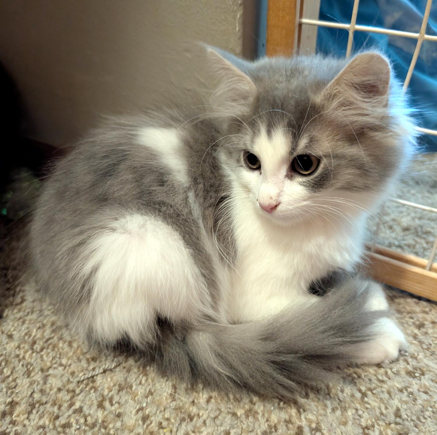 Enlarge Mona, a Adopted Domestic Long Hair in Wadsworth, OH image 3/3