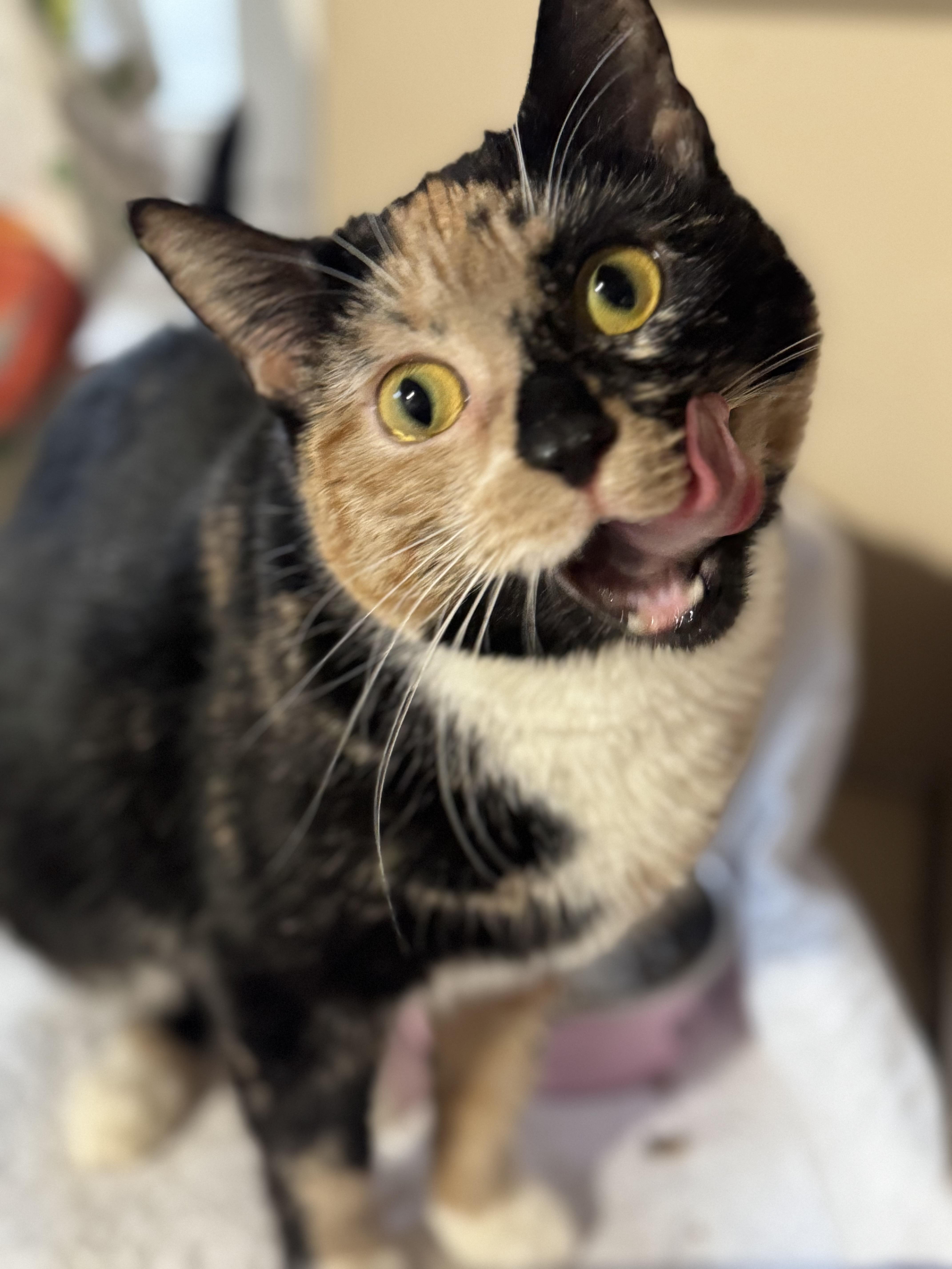 Poppy, a Adoptable Domestic Short Hair in New York, NY image 3/3