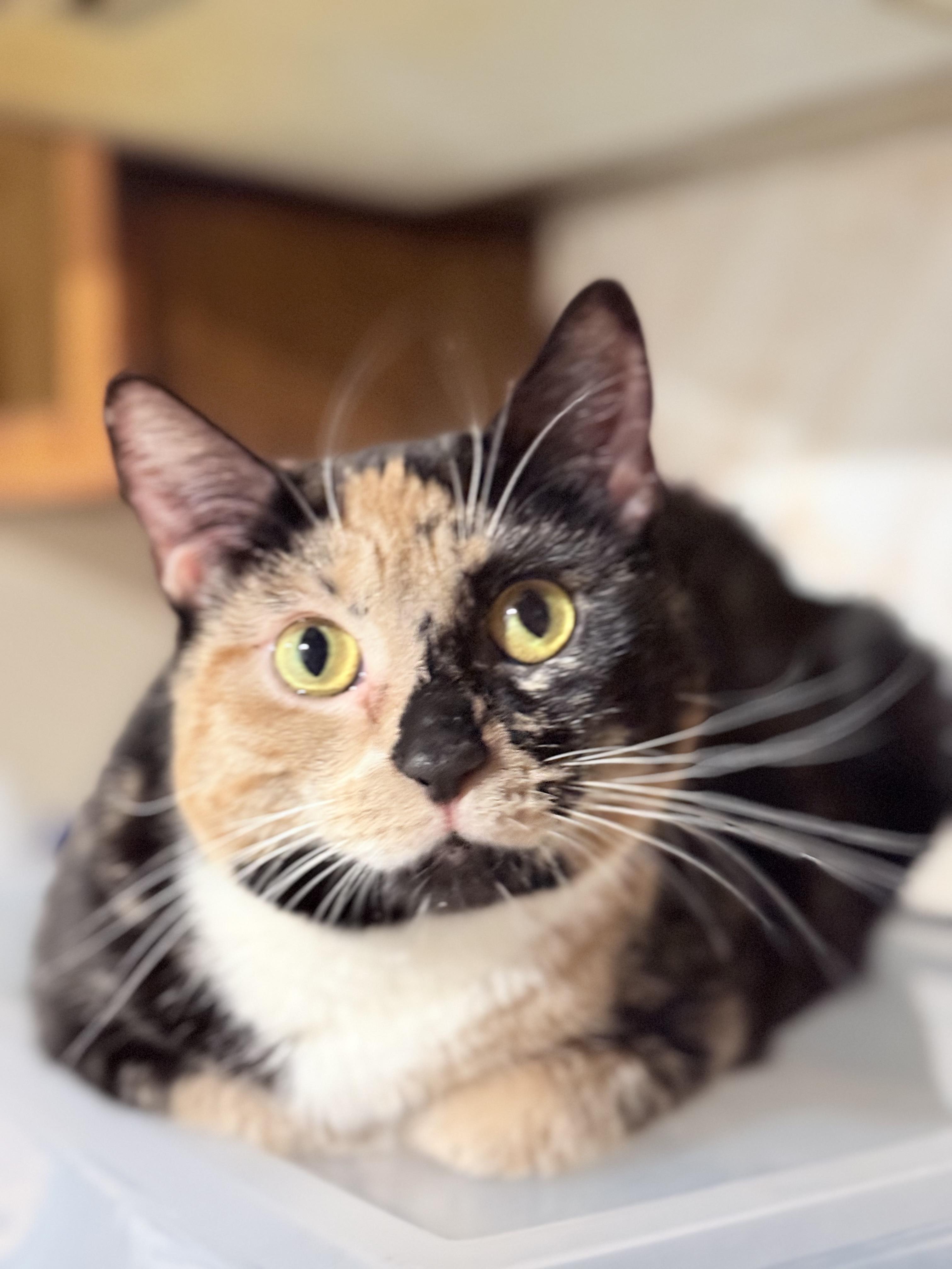Poppy, Adoptable, Young Female Domestic Short Hair.