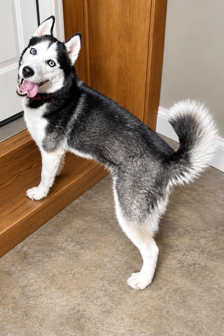 Freya, Adoptable, Young Female Husky.