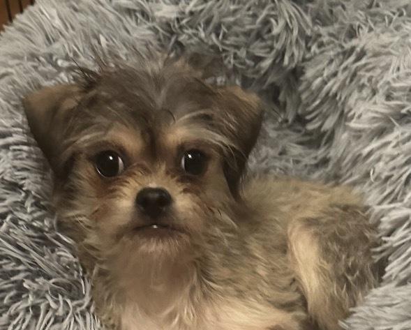 Rafiki, Adoptable, Puppy Female Mixed Breed.