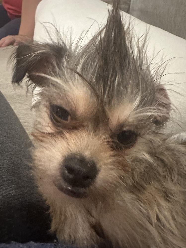 Enlarge Rafiki, a Adoptable mixed breed in Jefferson Hills, PA image 2/4