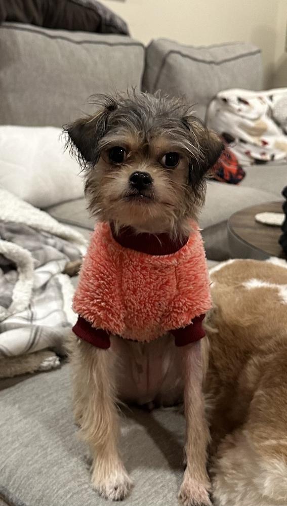 Enlarge Rafiki, a Adoptable mixed breed in Jefferson Hills, PA image 4/4