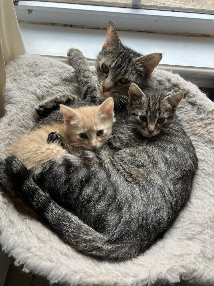 Mamma Mia, Adoptable, Young Female Tabby.