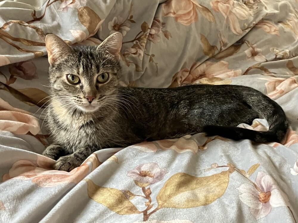 Enlarge Mamma Mia, a Adoptable Tabby in Powder Springs, GA image 3/6
